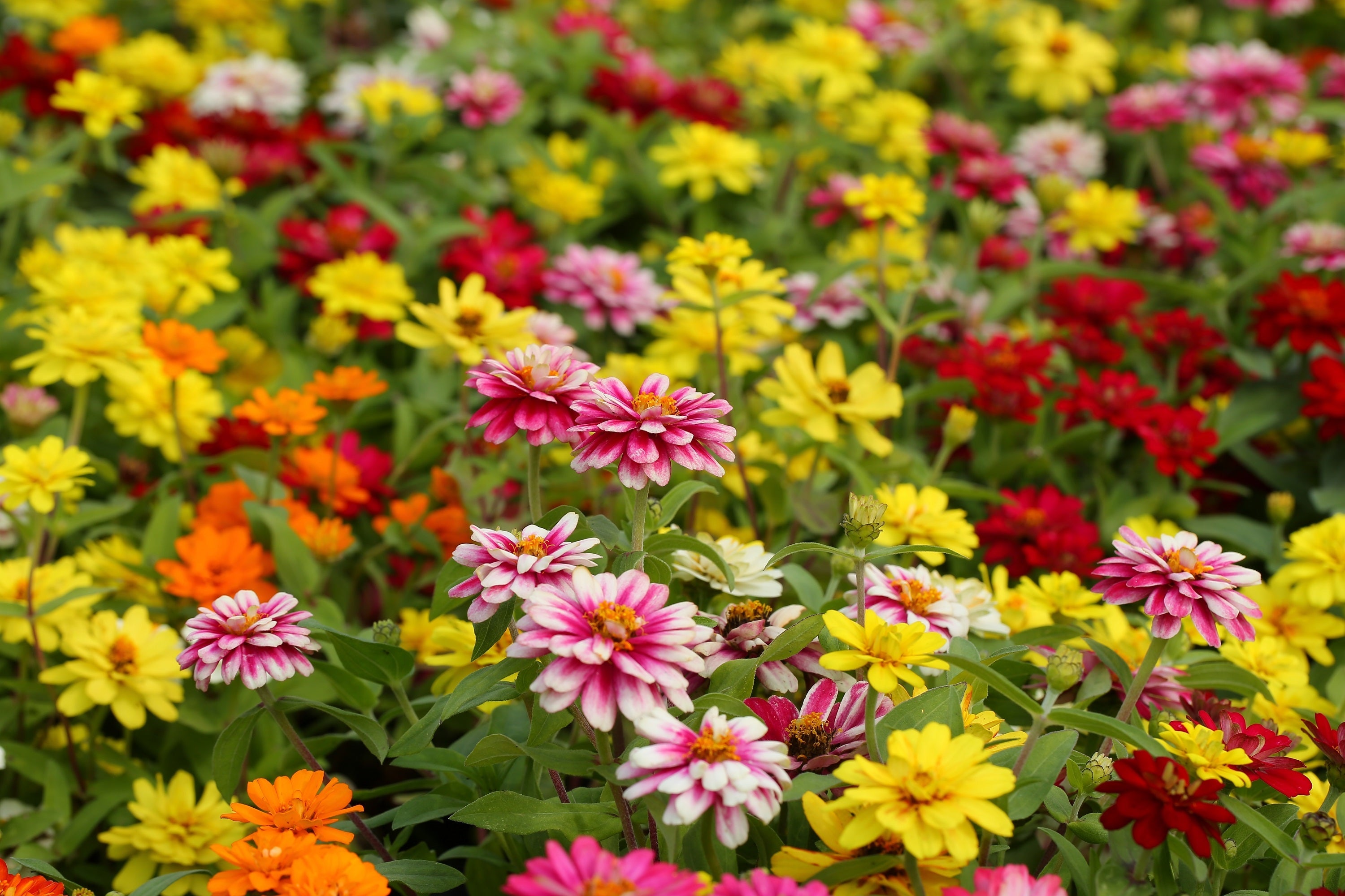 250 Mixed Colors Common GARDEN ZINNIA Elegans Flower Seeds