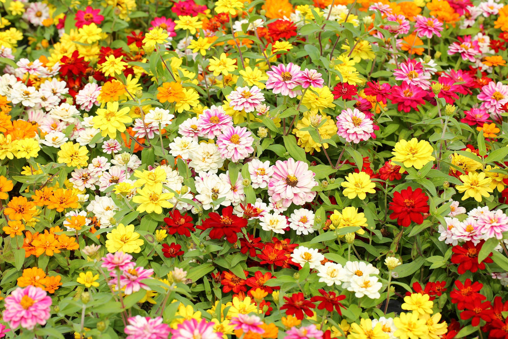 250 Mixed Colors Common GARDEN ZINNIA Elegans Flower Seeds