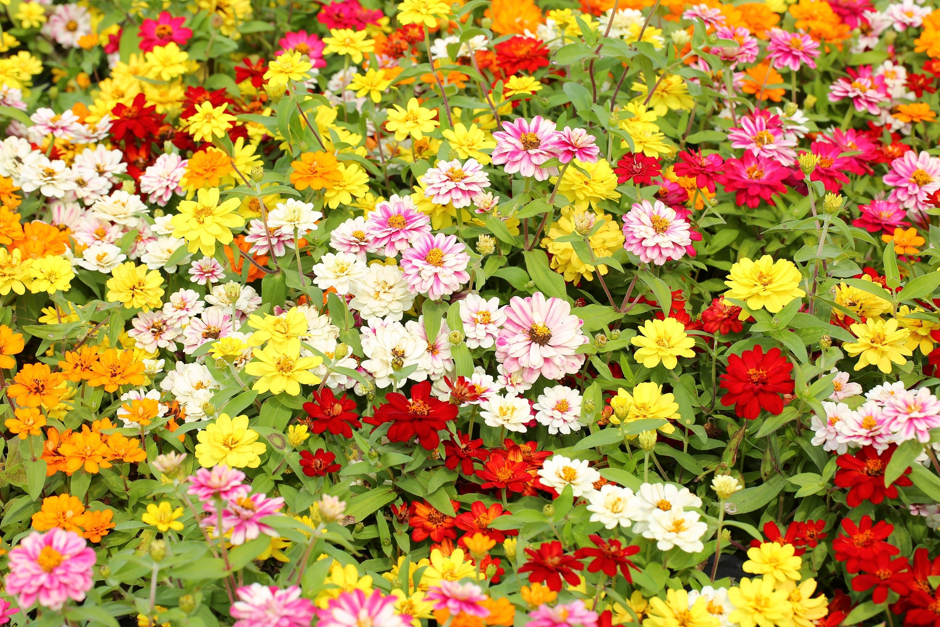 250 Mixed Colors Common GARDEN ZINNIA Elegans Flower Seeds