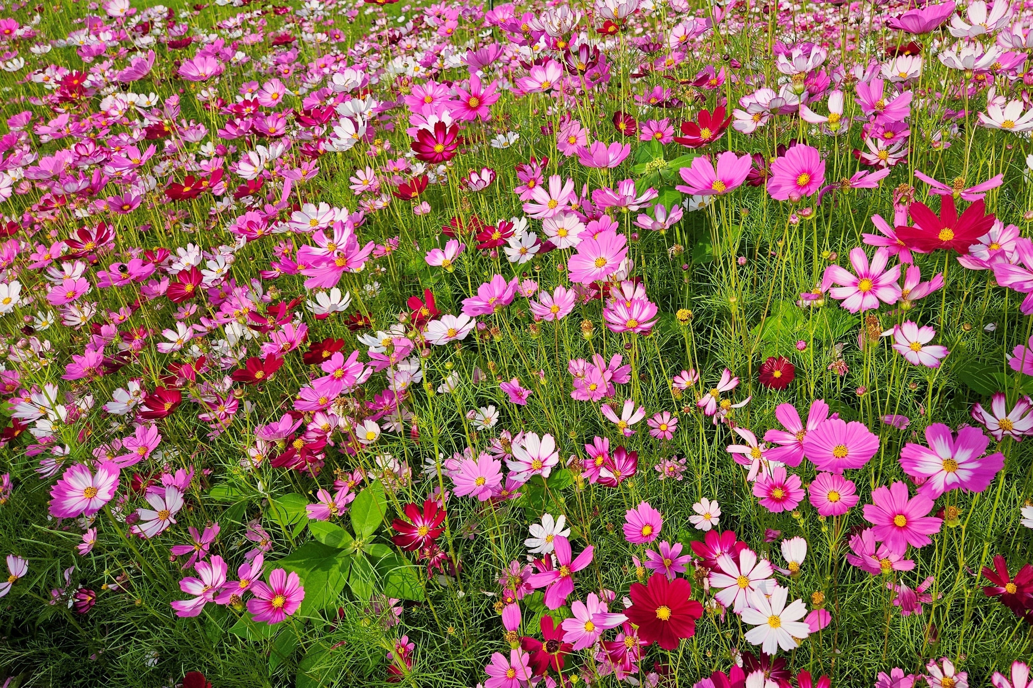 350 COSMOS SENSATION MIX Mixed Colors Cosmos Bipinnatus Flower Seeds