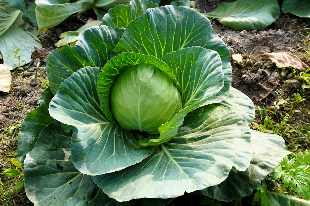 500 FLAT DUTCH Late CABBAGE Brassica Oleracea Capitata Vegetable Seeds