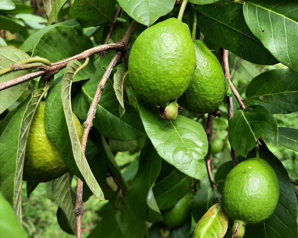1000 BULK GUAVA Fruit Tree Shrub Psidium Guajava White Flowers Fruit Seeds