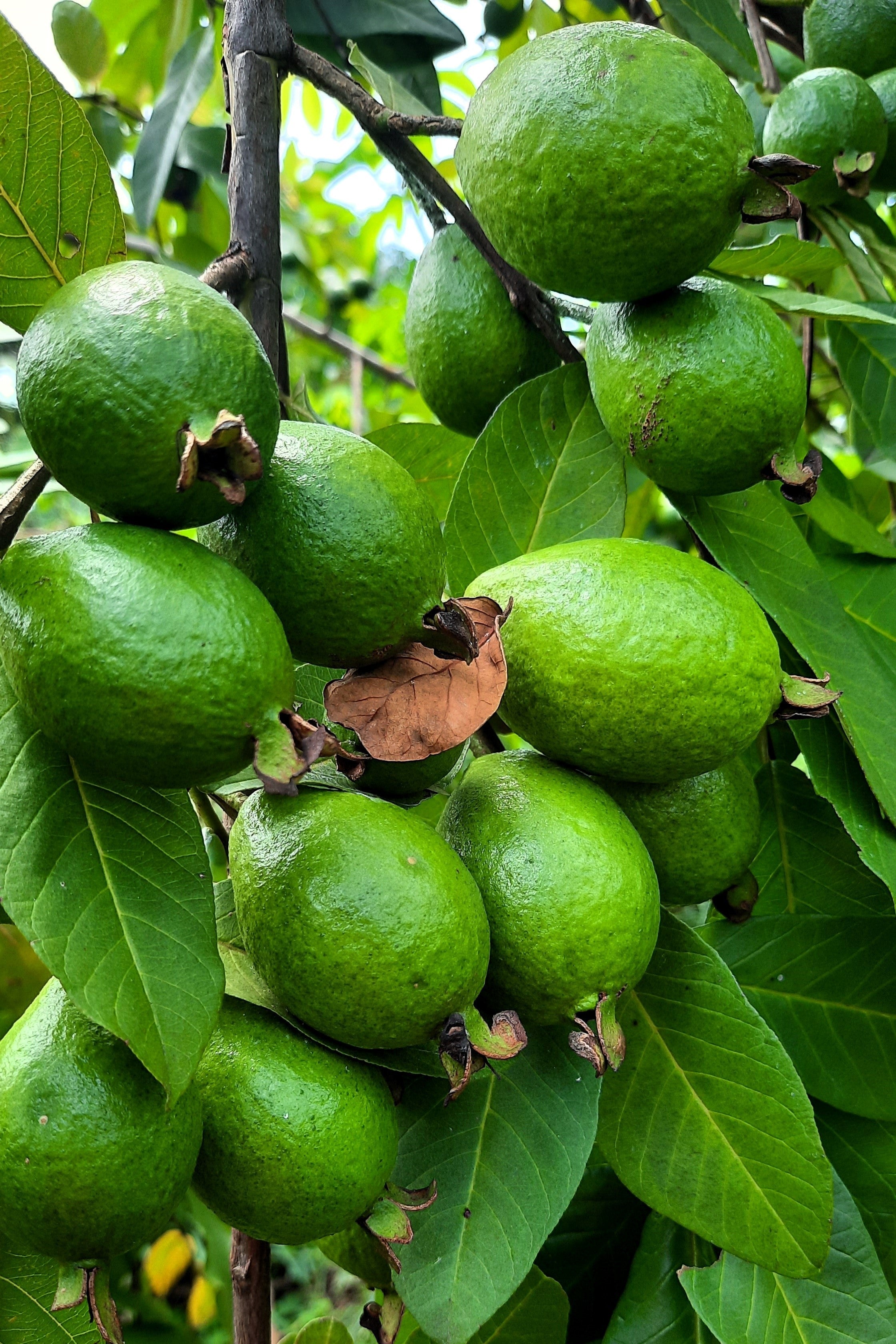 20 GUAVA FRUIT Tree Shrub Psidium Guajava White Flowers Fruit Seeds