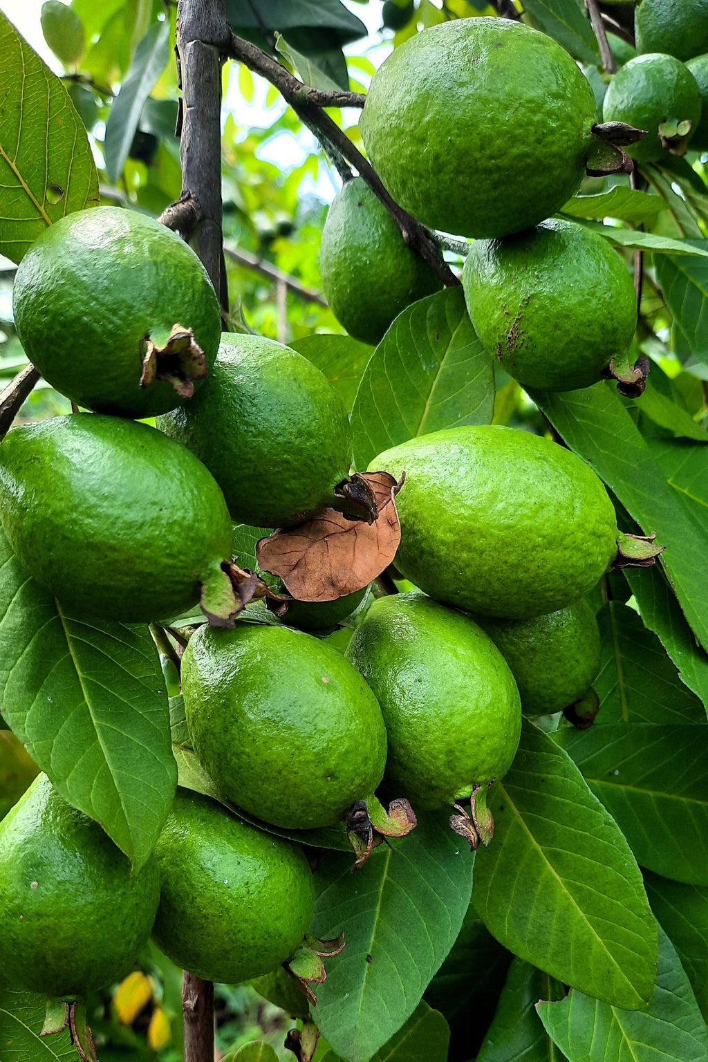 1000 BULK GUAVA Fruit Tree Shrub Psidium Guajava White Flowers Fruit Seeds