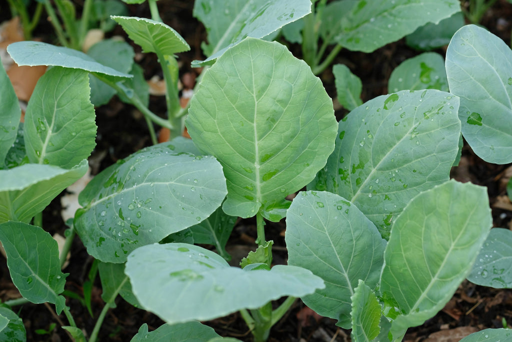 1000 HANOVER SALAD Spring KALE Smooth Siberian Brassica Napus Vegetable Seeds