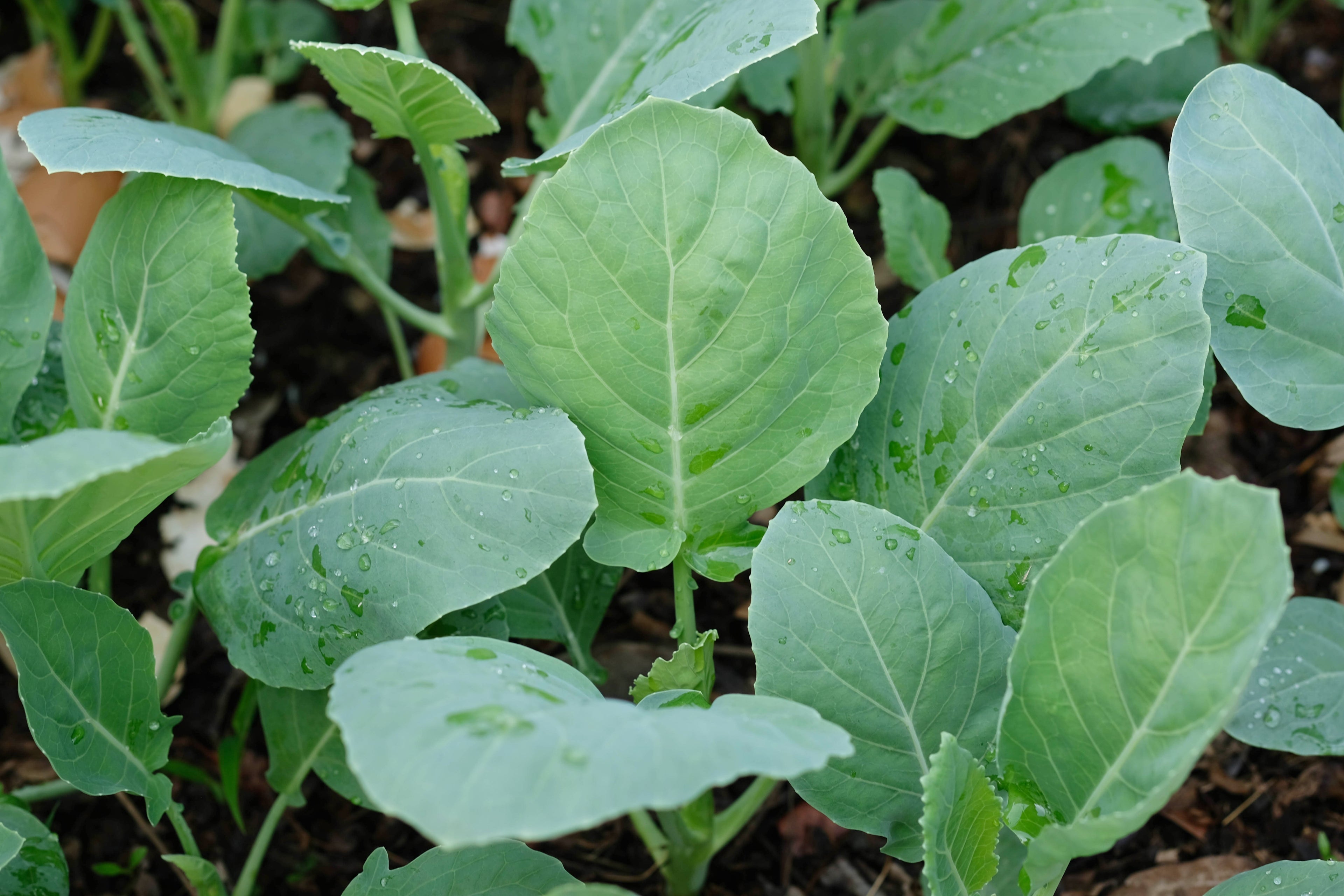 1000 HANOVER SALAD Spring KALE Smooth Siberian Brassica Napus Vegetable Seeds
