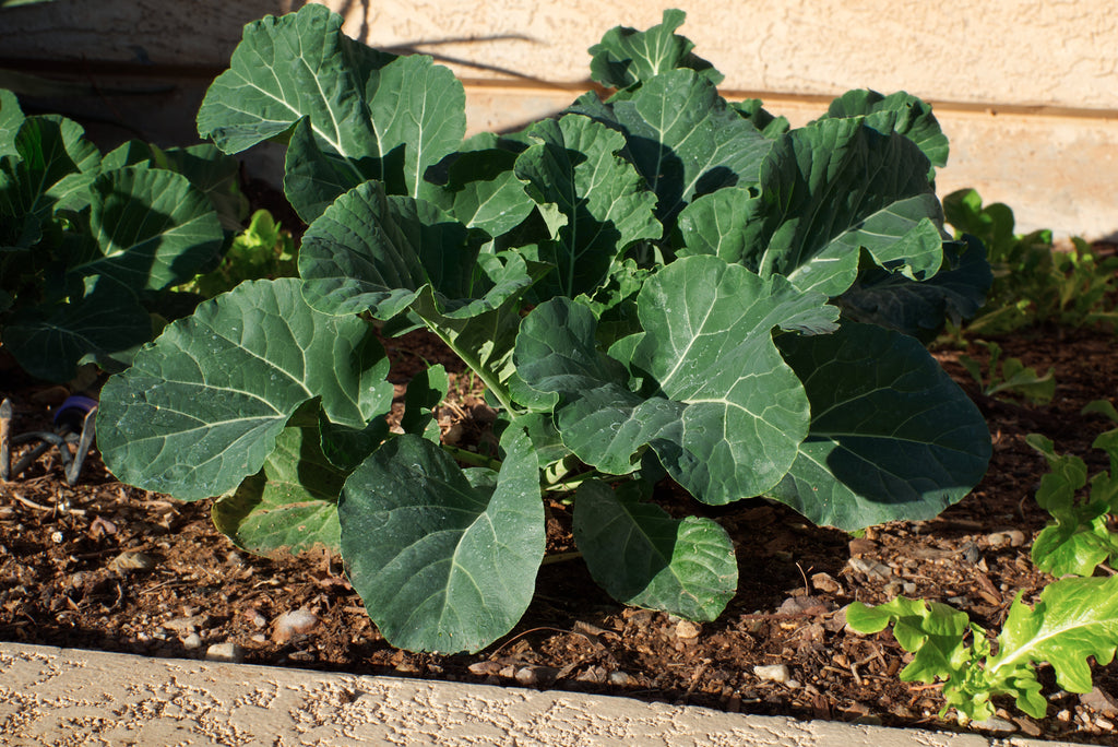 1500 MORRIS HEADING COLLARDS Collard Green Brassica Oleracea Vegetable Seeds