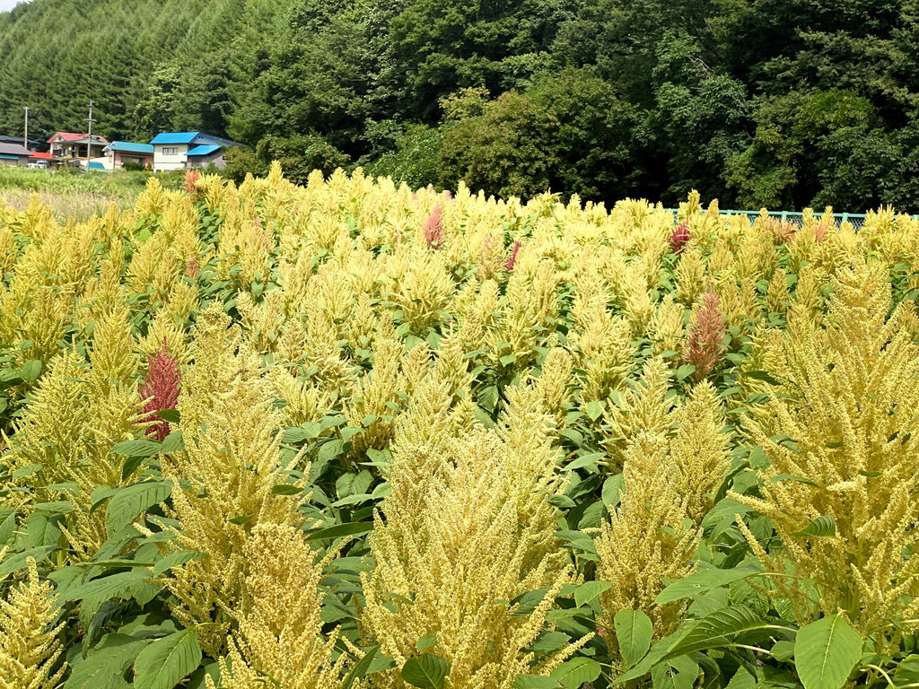 100 Pastel AUTUMNS TOUCH AMARANTHUS Cruentus Bronze Coral Apricot Flower Seeds