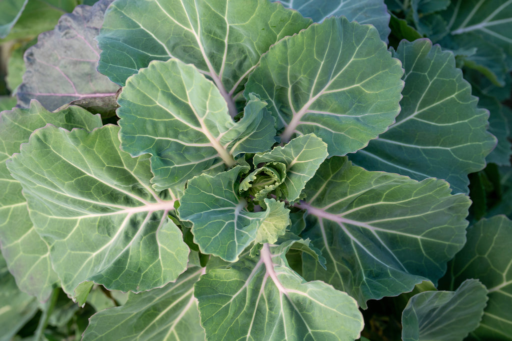 1500 MORRIS HEADING COLLARDS Collard Green Brassica Oleracea Vegetable Seeds