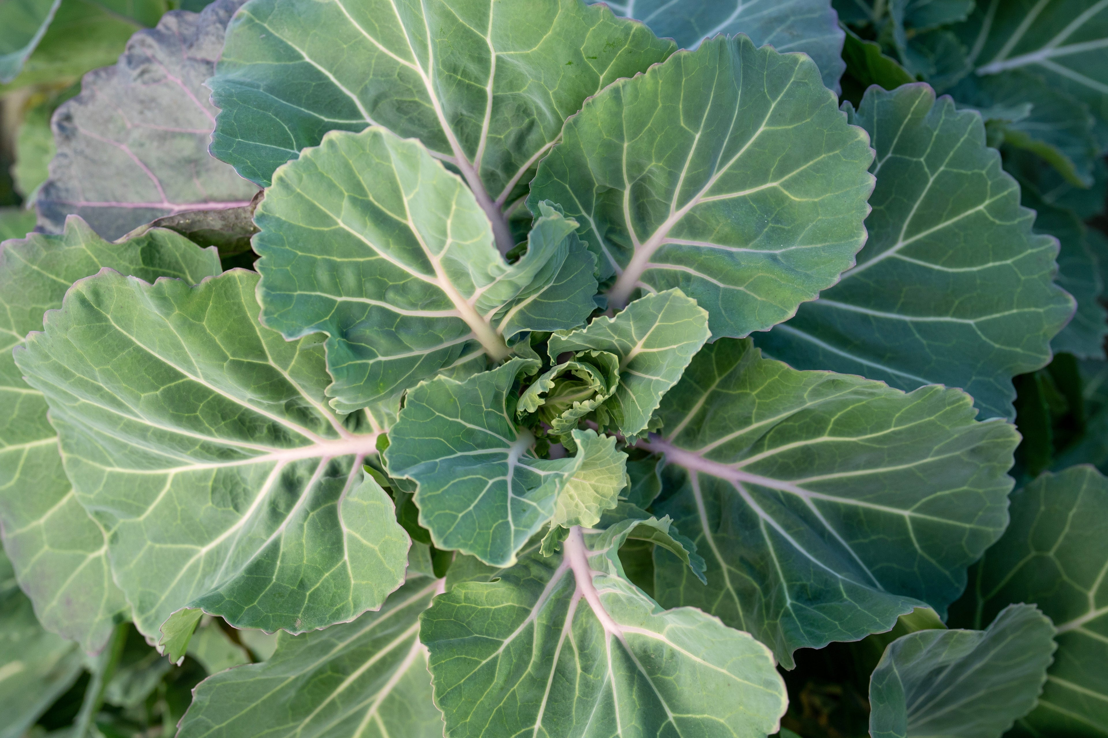 1500 MORRIS HEADING COLLARDS Collard Green Brassica Oleracea Vegetable Seeds