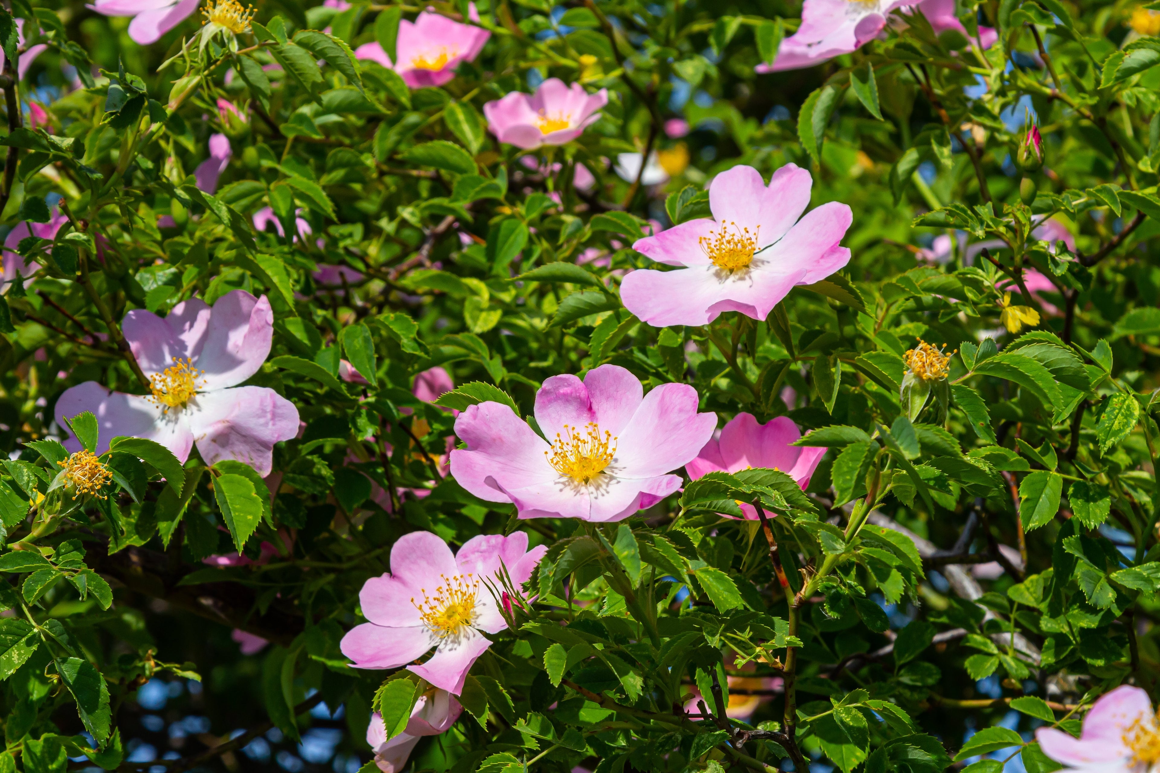 50 Thornless Pink DOG BRIER ROSE Bush Rosa Canina Inermis Victory Garden Fragrant Flower Seeds
