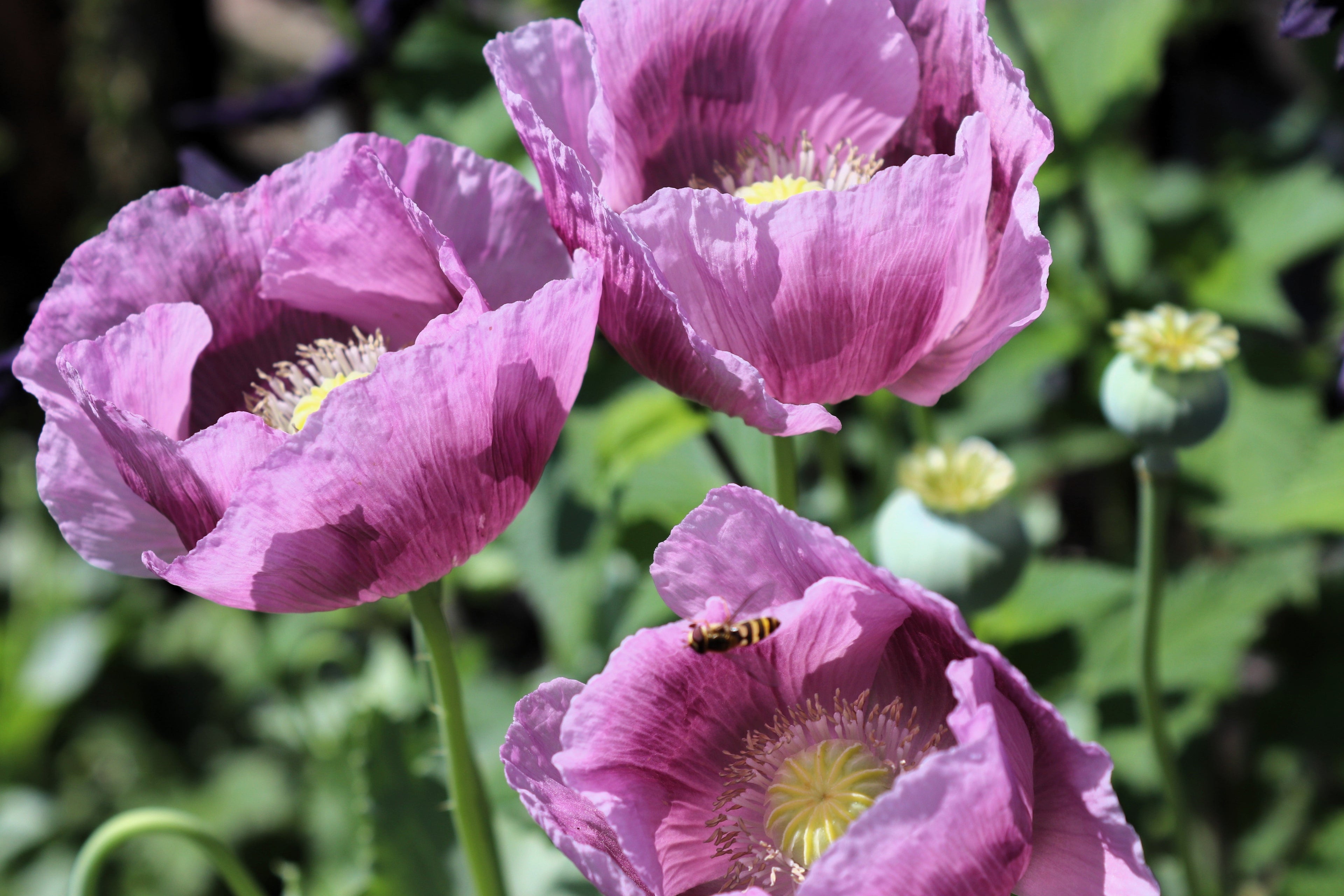 1000 LAVENDER POPPY Purple Papaver Somniferum Flower Seeds