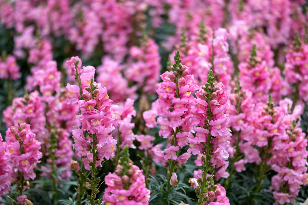 2000 PINK SNAPDRAGON Antirrhinum Majus Flower Seeds
