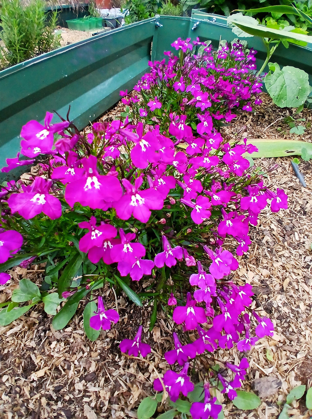 200 MAGENTA PINK LOBELIA Regatta Lobelia Erinus Flower Seeds
