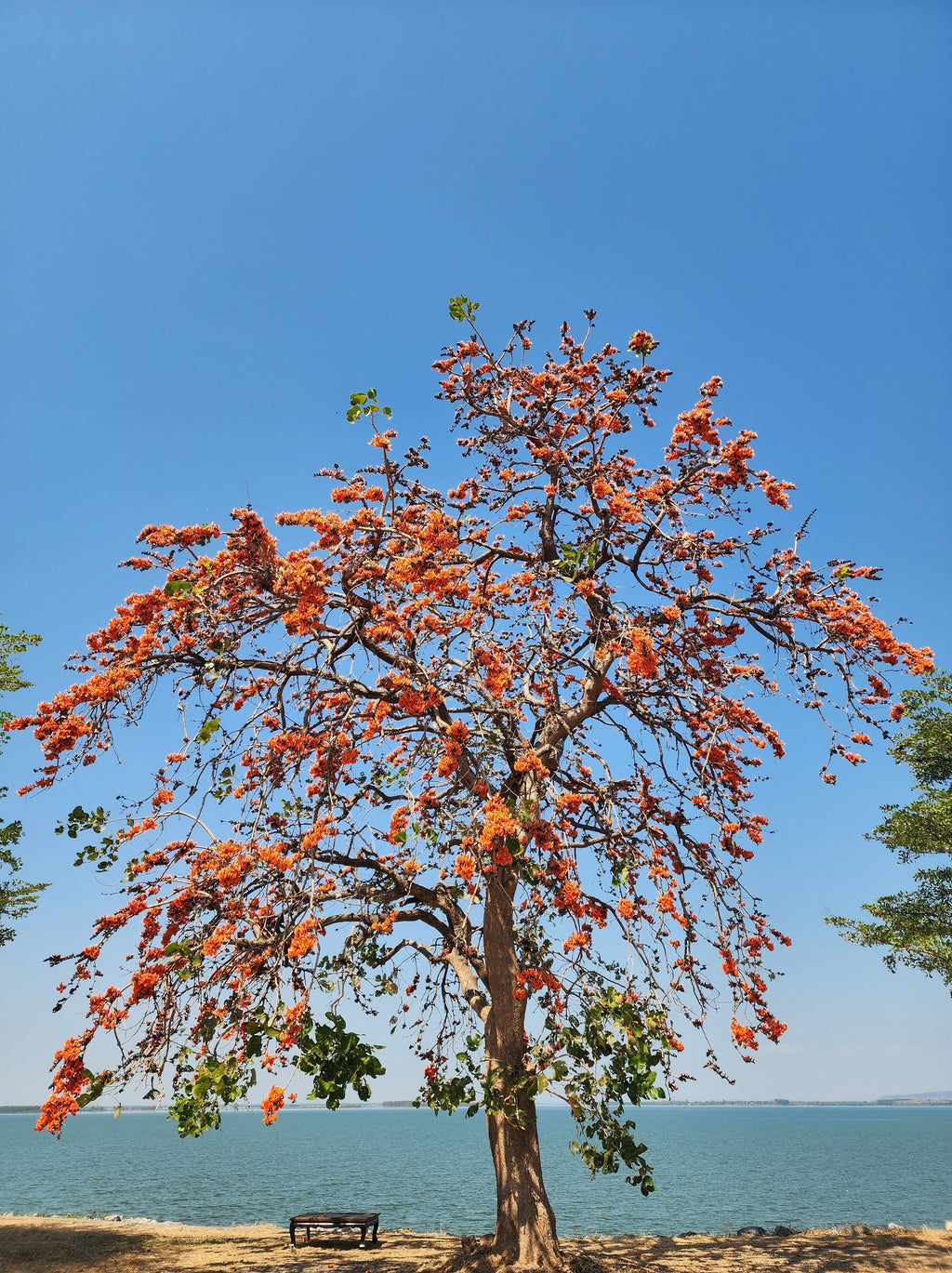5 FLAME OF THE FOREST Tree Butea Monosperma Palash Orange Red Flower Seeds