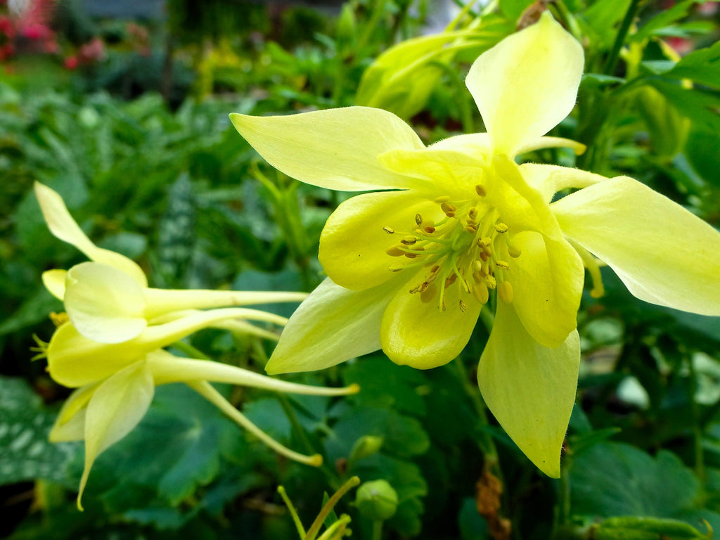 50 MCKANAS GIANT COLUMBINE Mixed Colors Aquilegia Hybrida Flower Seeds