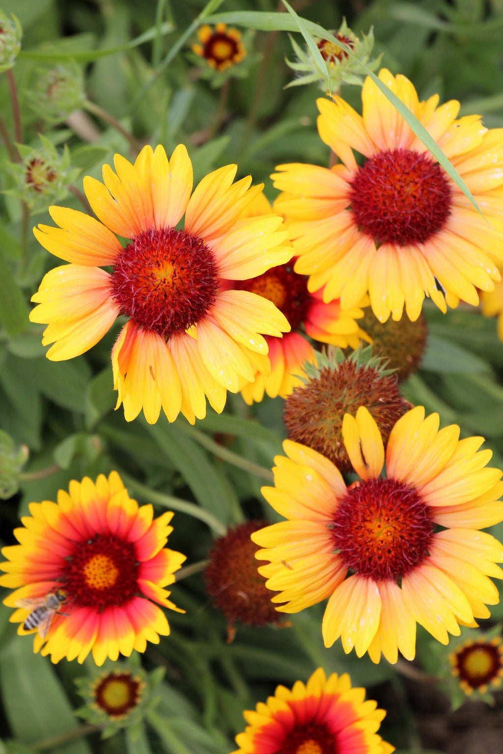 100 YELLOW GAILLARDIA (Blanket Flower / Indian Blanket) Gaillardia Aristata Flower Seeds