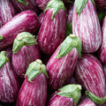 30 Pandora STRIPED ROSE EGGPLANT Solanum Melongena White Fruit Vegetable Seeds