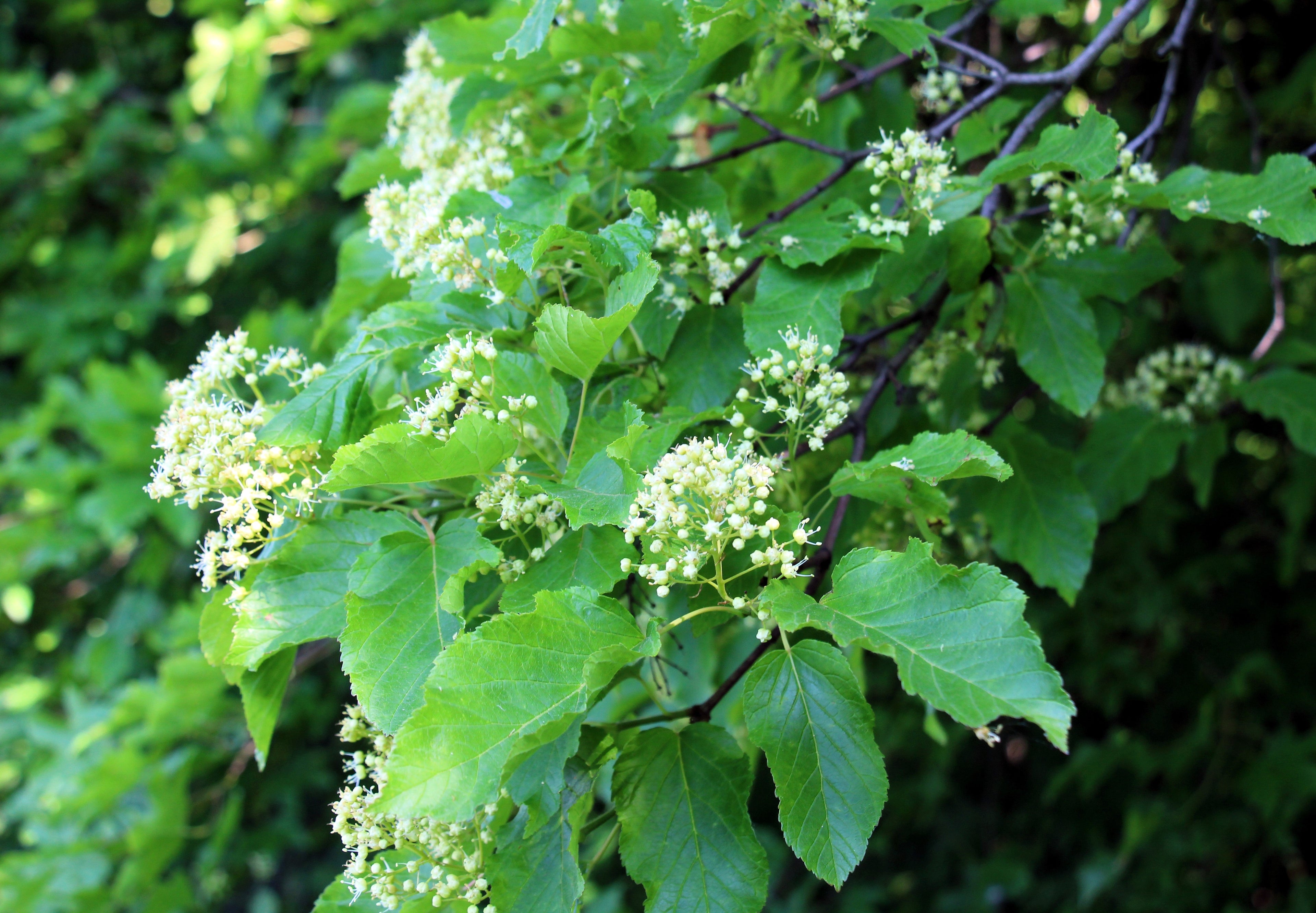 20 Tatarian FLAME MAPLE TREE Red Acer Tataricum Seeds