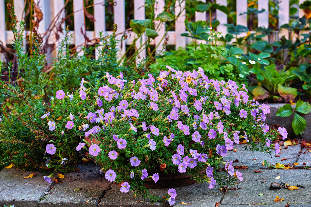 250 PURPLE Robe CUP FLOWER Nierembergia Hippomanica Caerulea Seeds