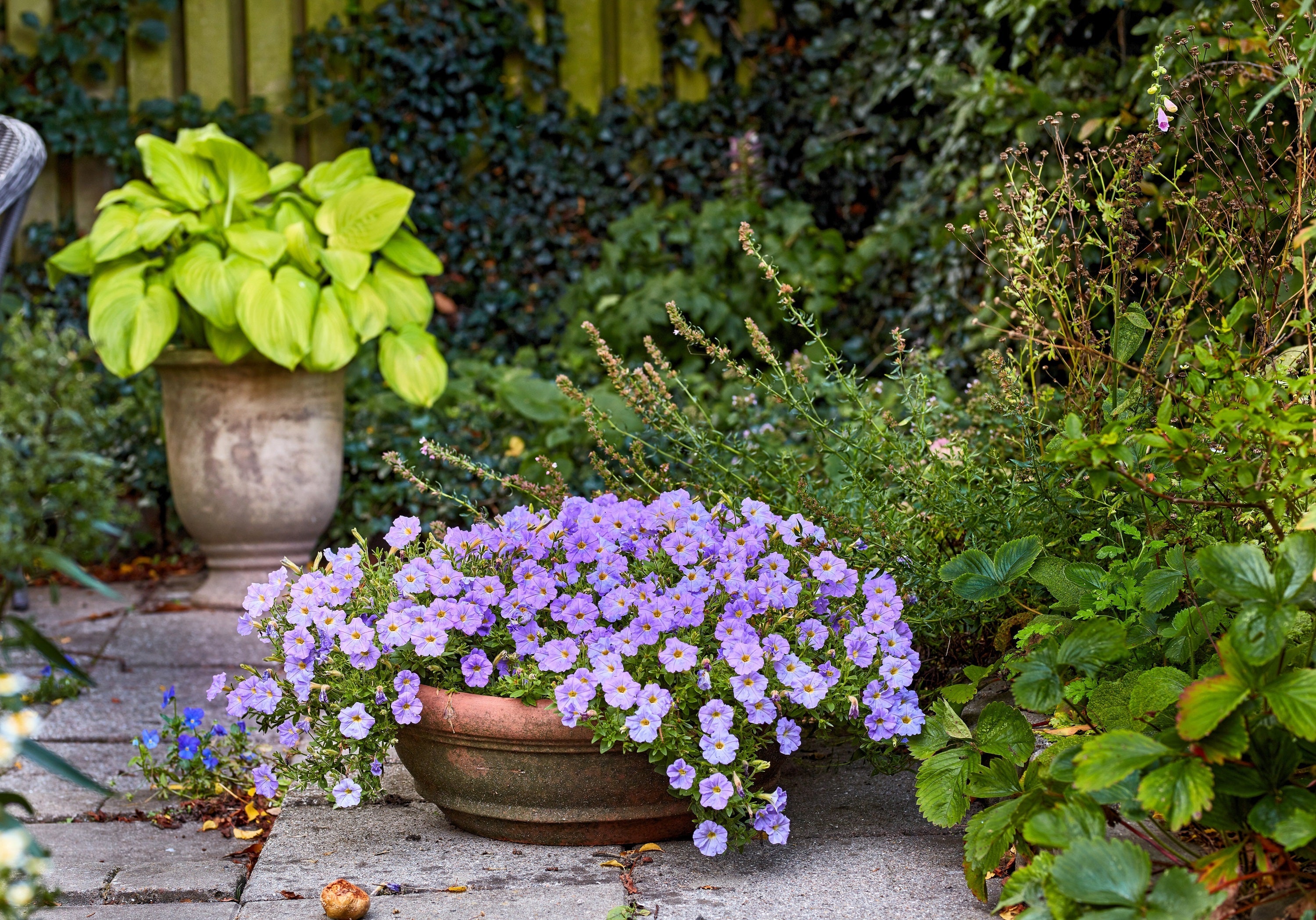 250 PURPLE Robe CUP FLOWER Nierembergia Hippomanica Caerulea Seeds