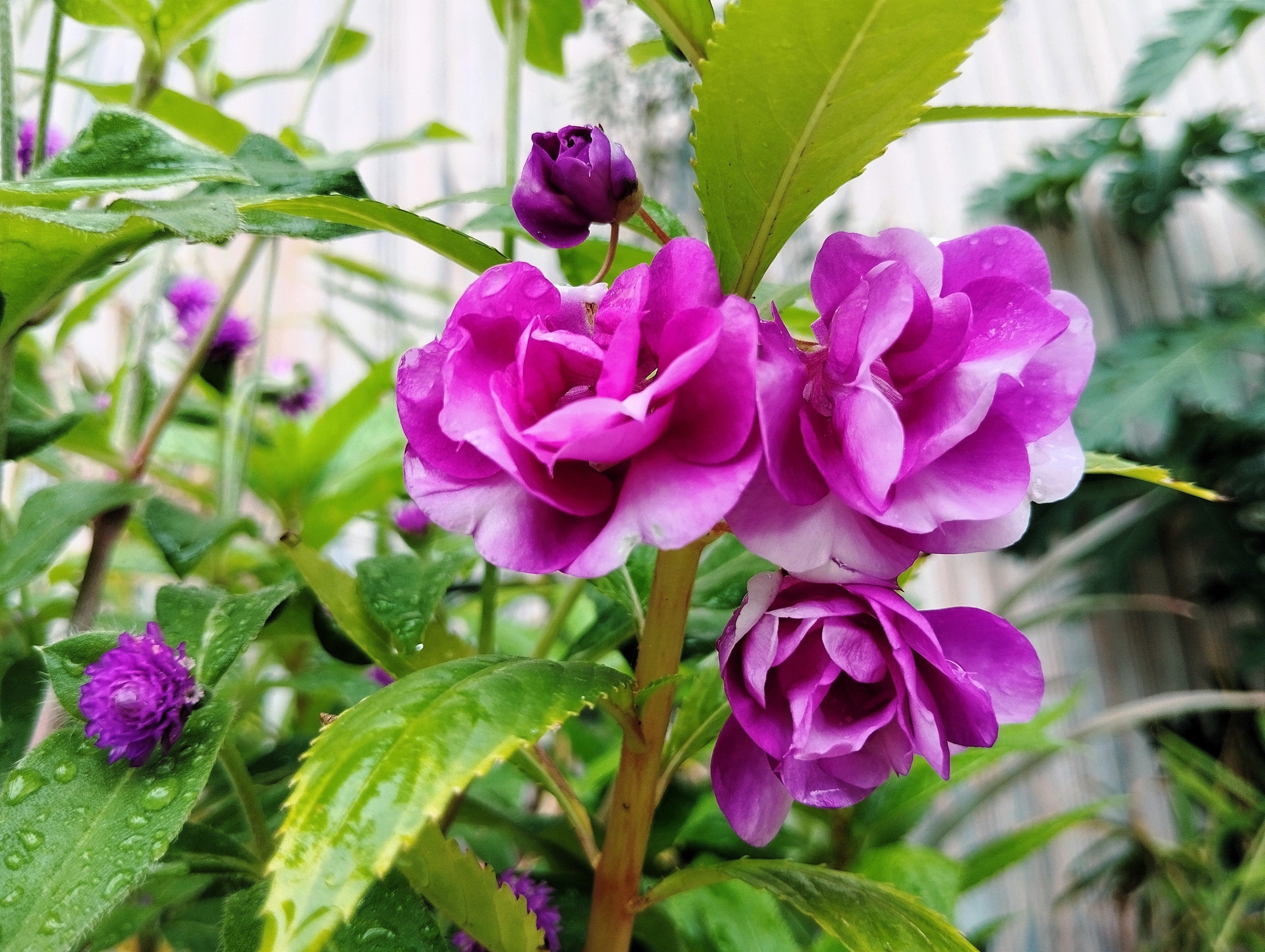 100 Mixed Colors DOUBLE CAMELLIA IMPATIENS (Balsam / Lady Slipper / Touch Me Not) Impatiens Balsamina Flower Seeds