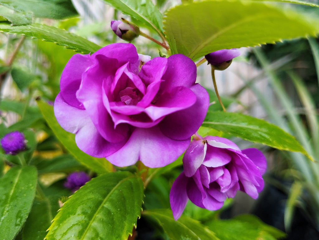100 Mixed Colors DOUBLE CAMELLIA IMPATIENS (Balsam / Lady Slipper / Touch Me Not) Impatiens Balsamina Flower Seeds