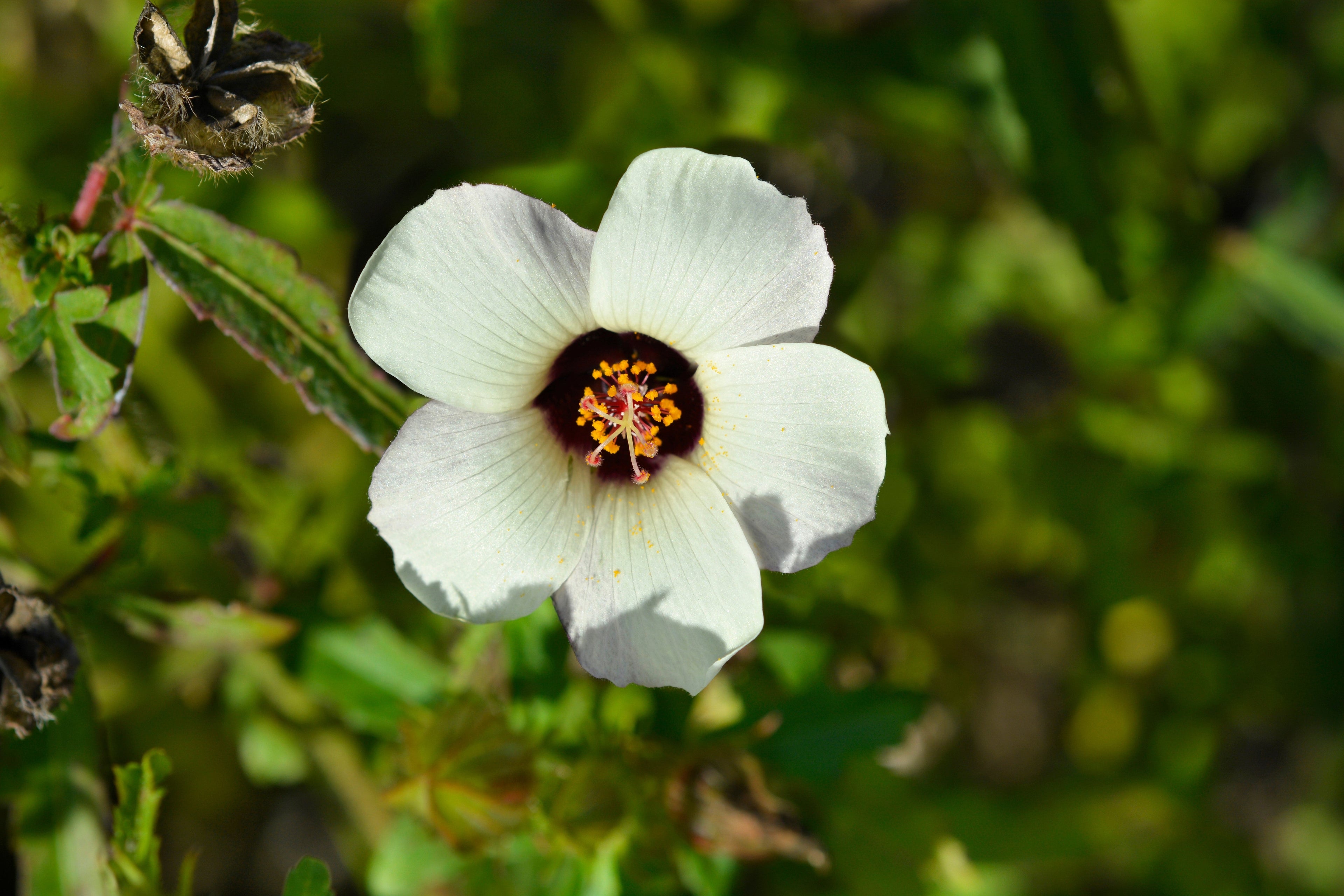 10 SIMPLY LOVE HIBISCUS (Flower of the Hour / Baldder Hibiscus) Hibiscus Trionum Flower Seeds