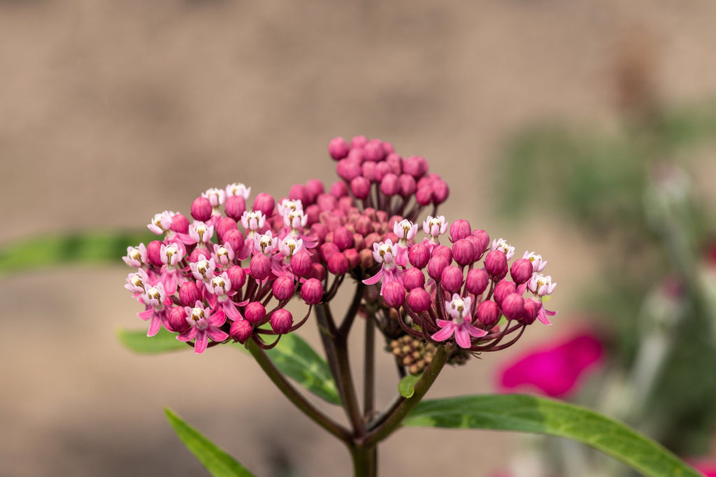 20 CINDERELLA MILKWEED Asclepias Incarnata Magenta (Pink-Purple) Flower Seeds