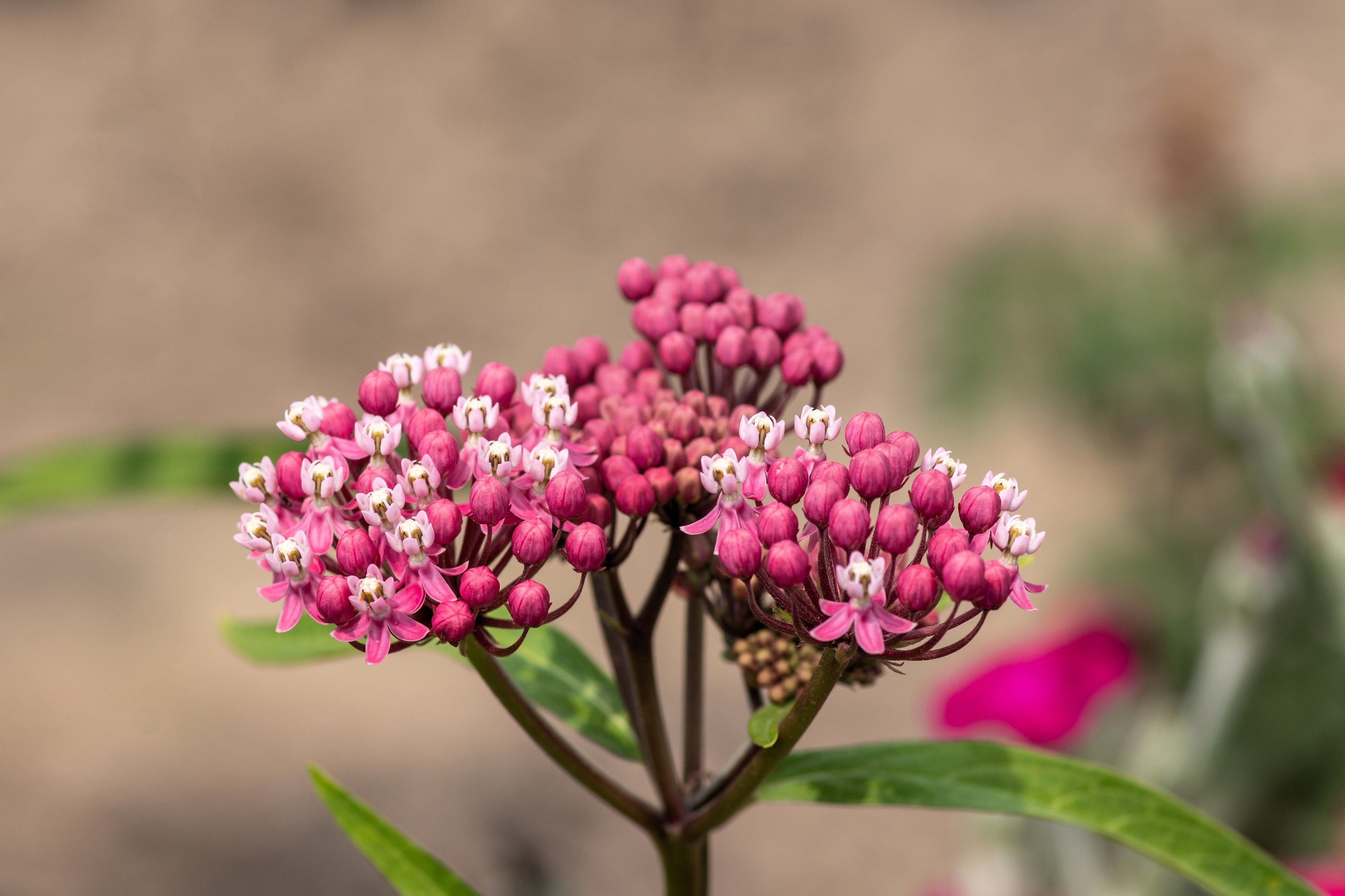 20 CINDERELLA MILKWEED Asclepias Incarnata Magenta (Pink-Purple) Flower Seeds