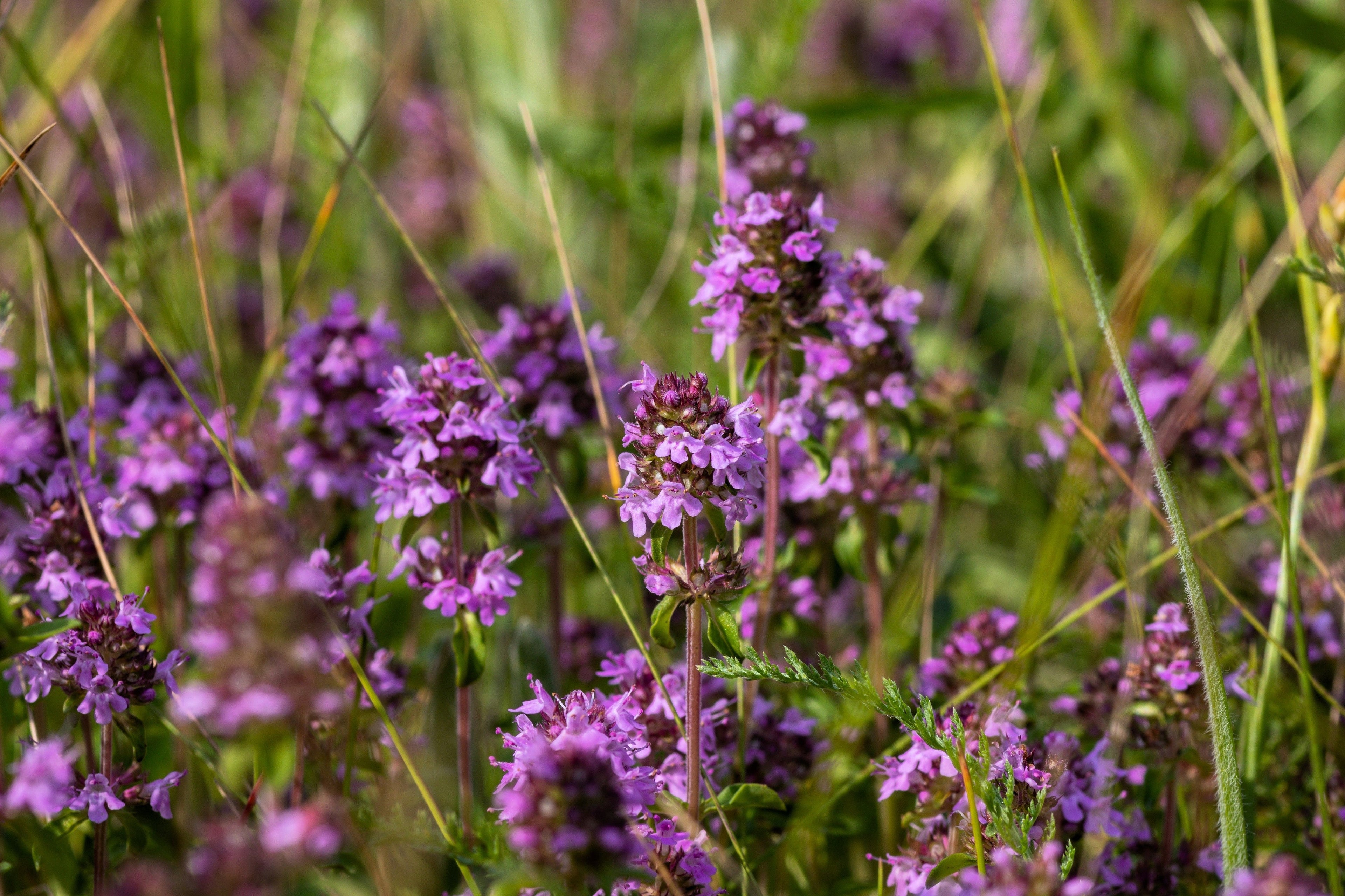 100 MOTHER OF THYME aka Lemon Broadleaved Large Thyme Thymus Pulegioides Herb Pink Flower Seeds