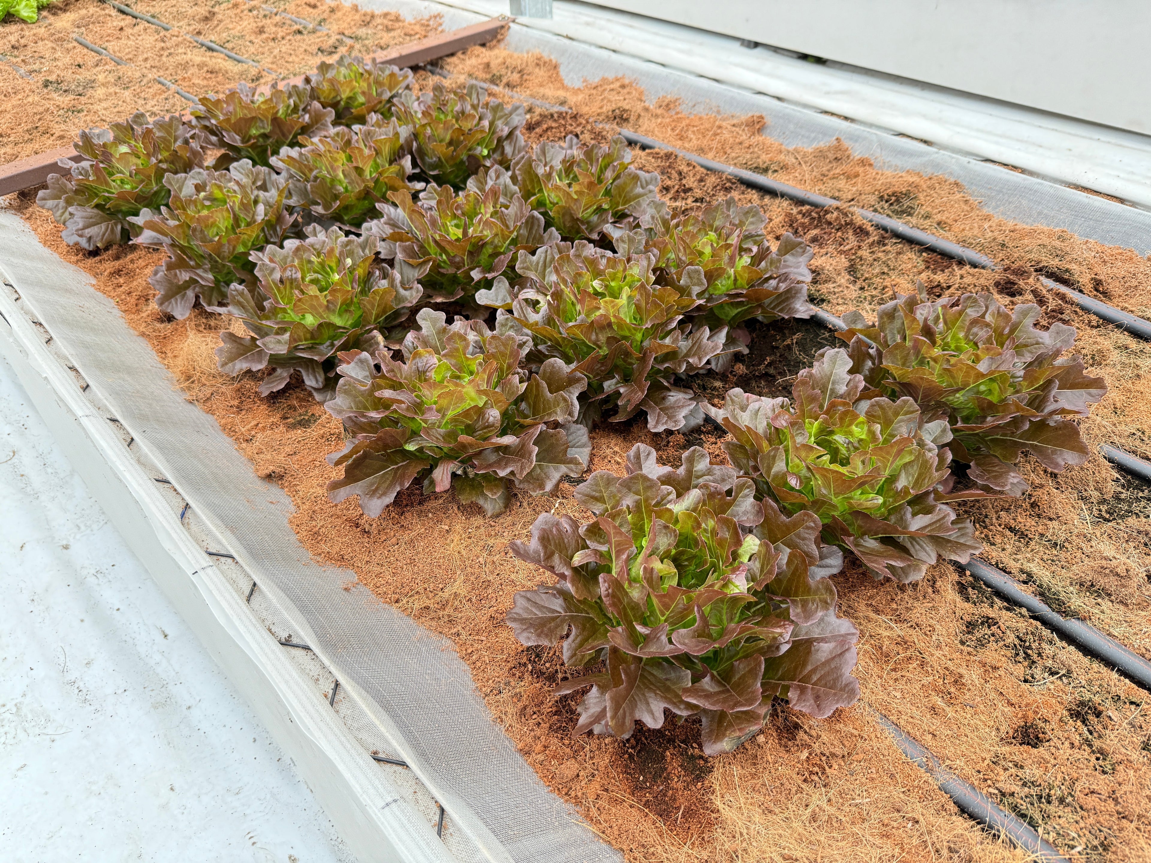 3000 CIMMARON Red ROMAINE LETTUCE Lactuca Sativa Vegetable Seeds