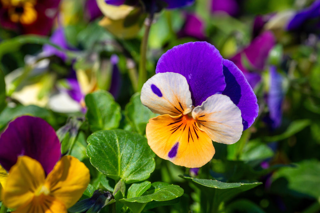 250 JOHNNY JUMP UP Helen Mount Violet Viola Tricolor Flower Seeds