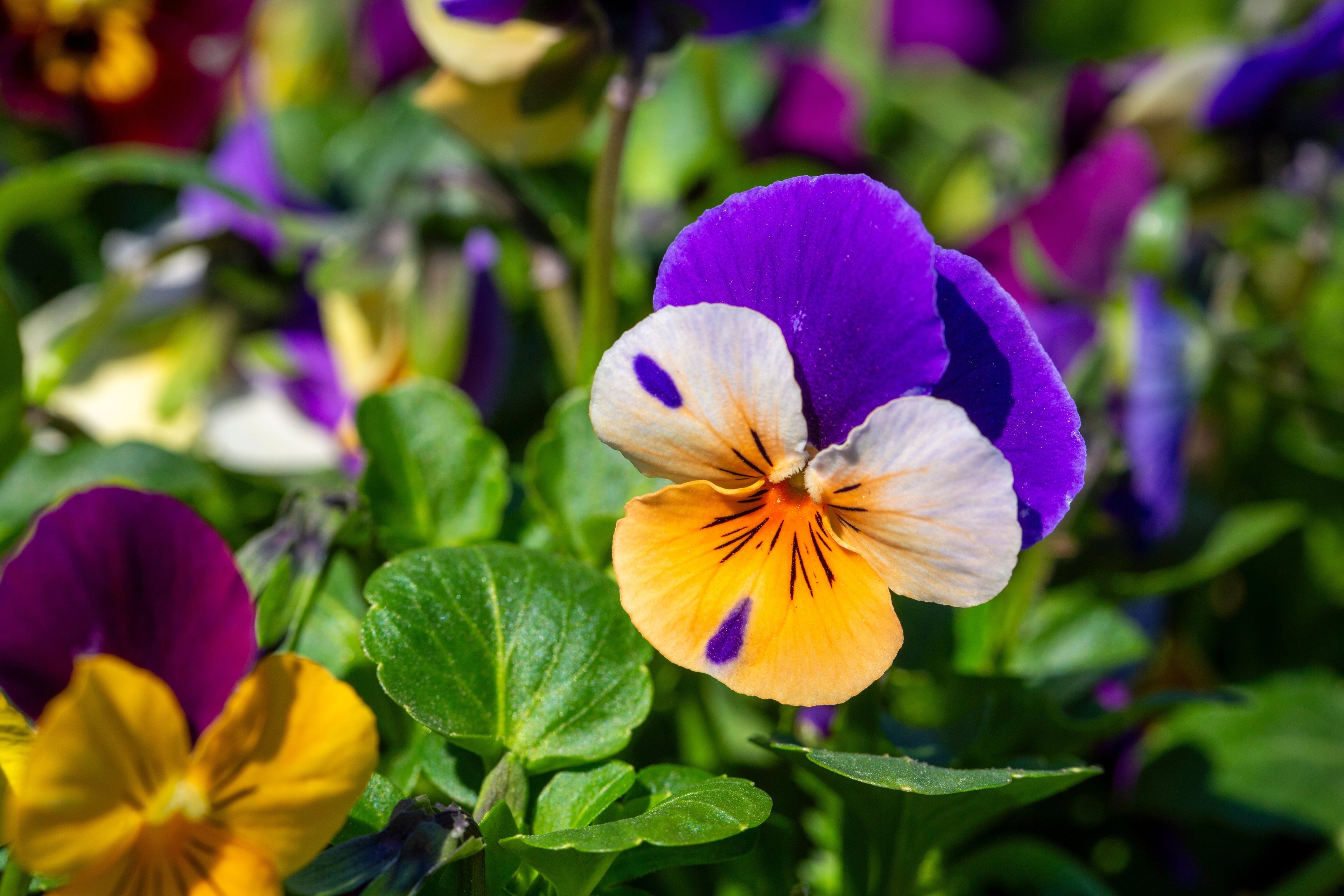 250 JOHNNY JUMP UP Helen Mount Violet Viola Tricolor Flower Seeds