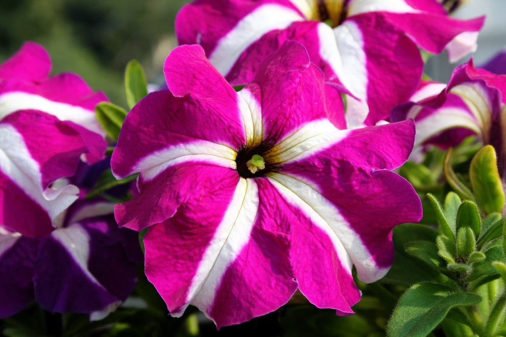 100 STAR MIX PETUNIA Mixed Colors Petunia Violacea Flower Seeds Red Blue Purple