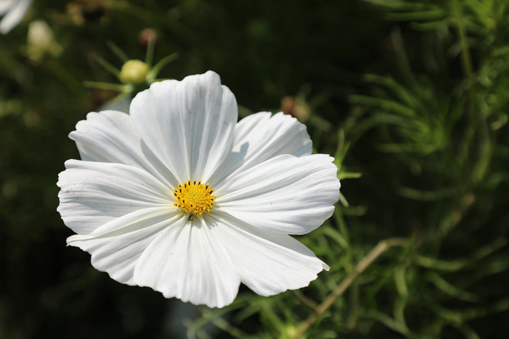350 PURITY WHITE COSMOS Cosmos Bipinnatus Flower Seeds