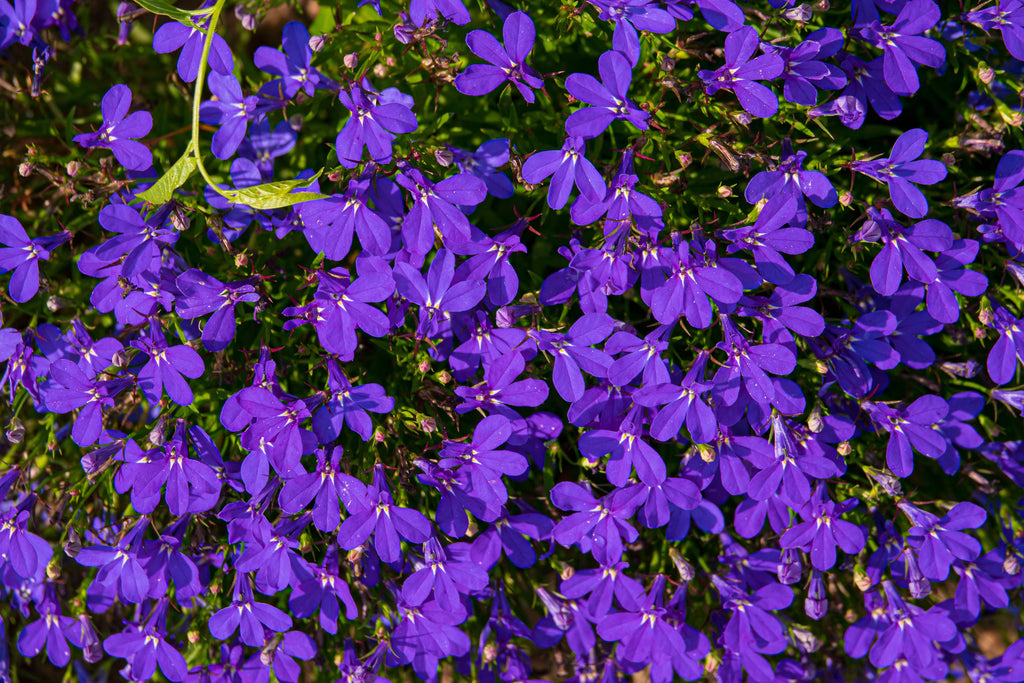 200 CRYSTAL PALACE LOBELIA Regatta Purple Blue Lobelia Erinus Flower Seeds