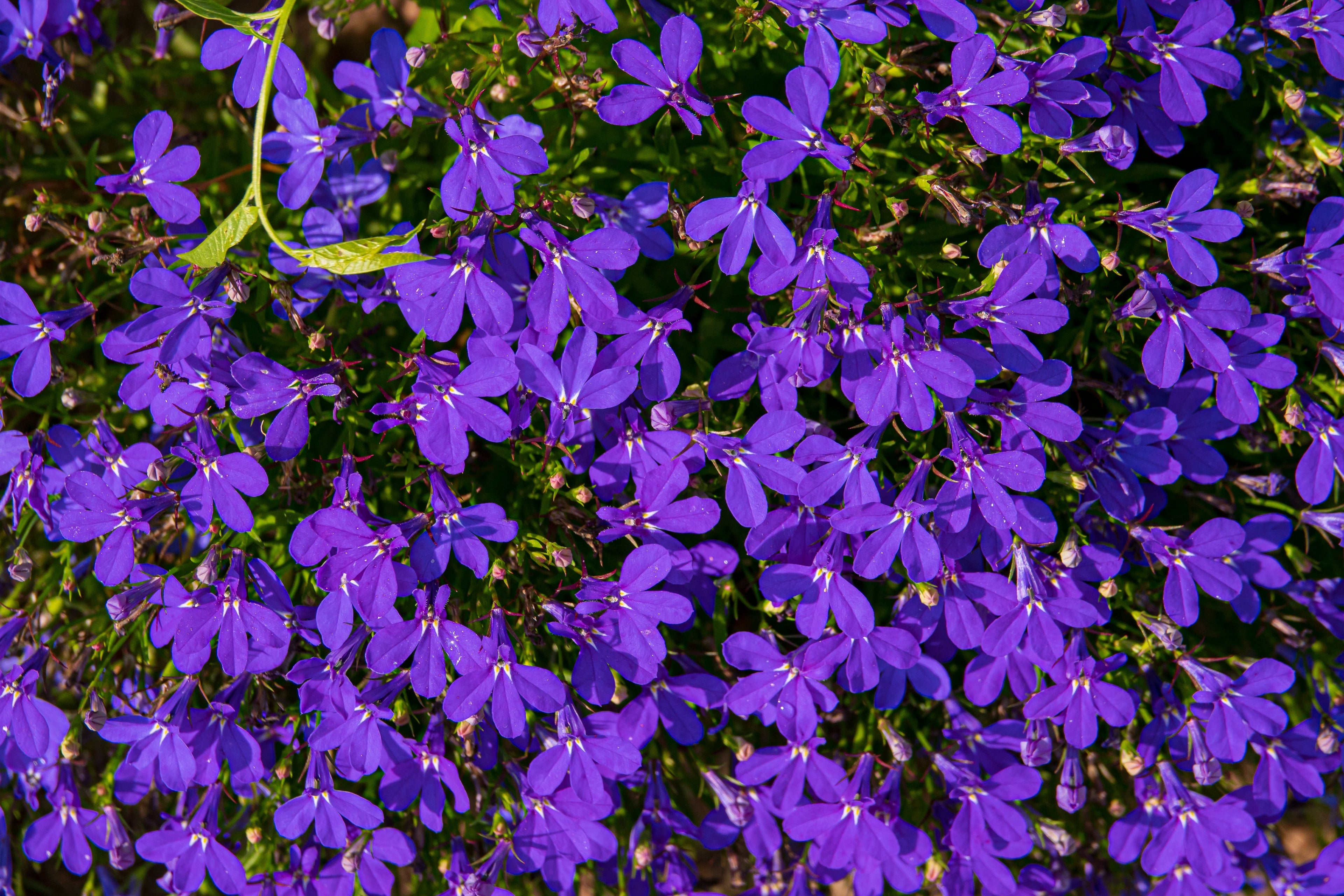 200 CRYSTAL PALACE LOBELIA Regatta Purple Blue Lobelia Erinus Flower Seeds