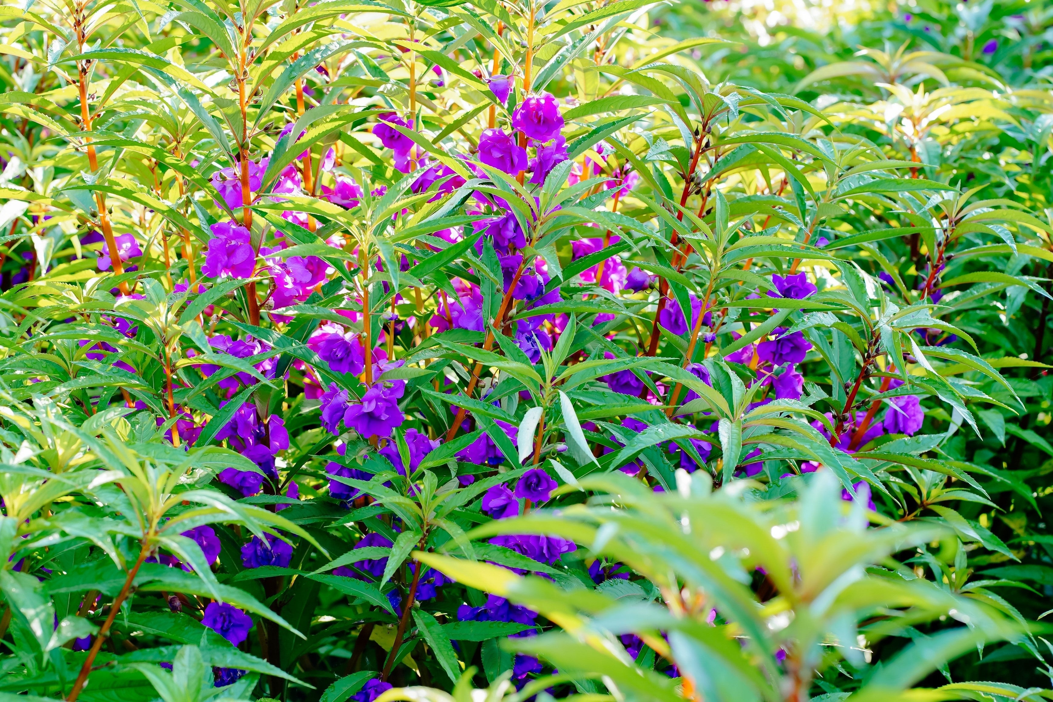 100 IMPATIENS (Balsam / Lady Slipper / Touch Me Not) Impatiens Balsamina Flower Seeds