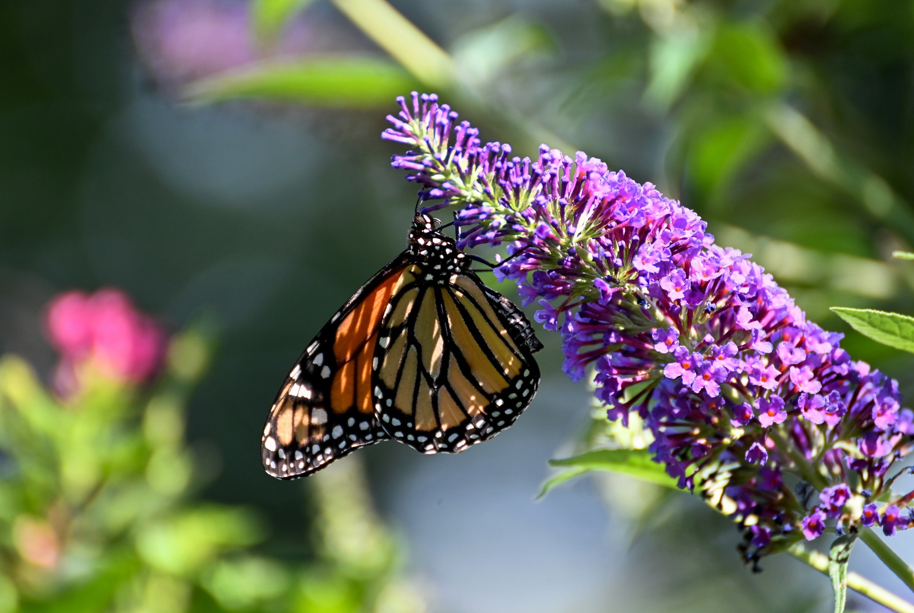 50 VIOLET BUTTERFLY BUSH Buddleja Davidii Purple Flower Seeds