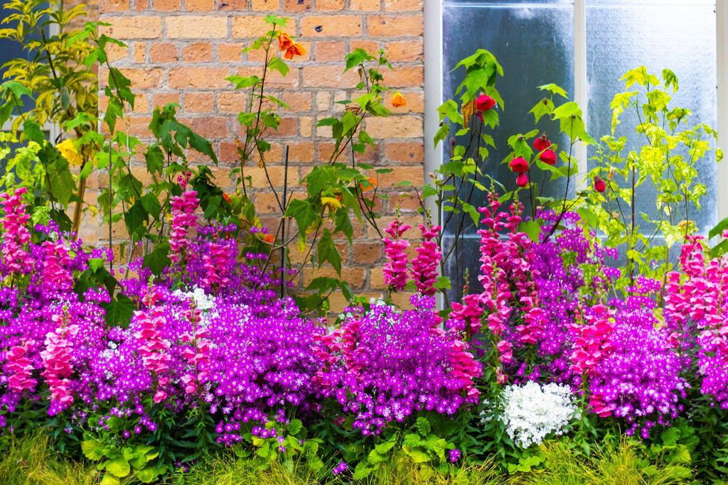 200 Mixed Colors BUTTERFLY ORCHID (Poor Mans Orchid / Angel Wings) Schizanthus Wisetonensis Flower Seeds