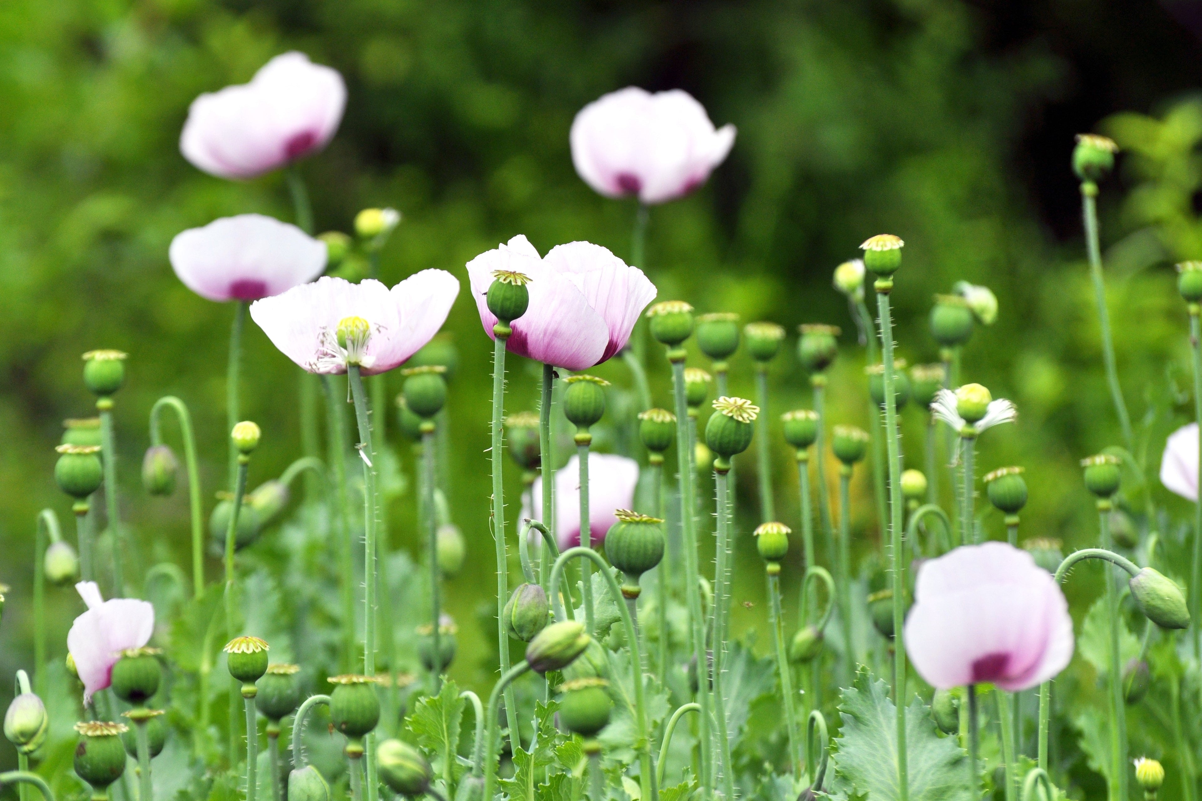 350 TASMANIAN Purple & White POPPY Papaver Somniferum Flower Seeds
