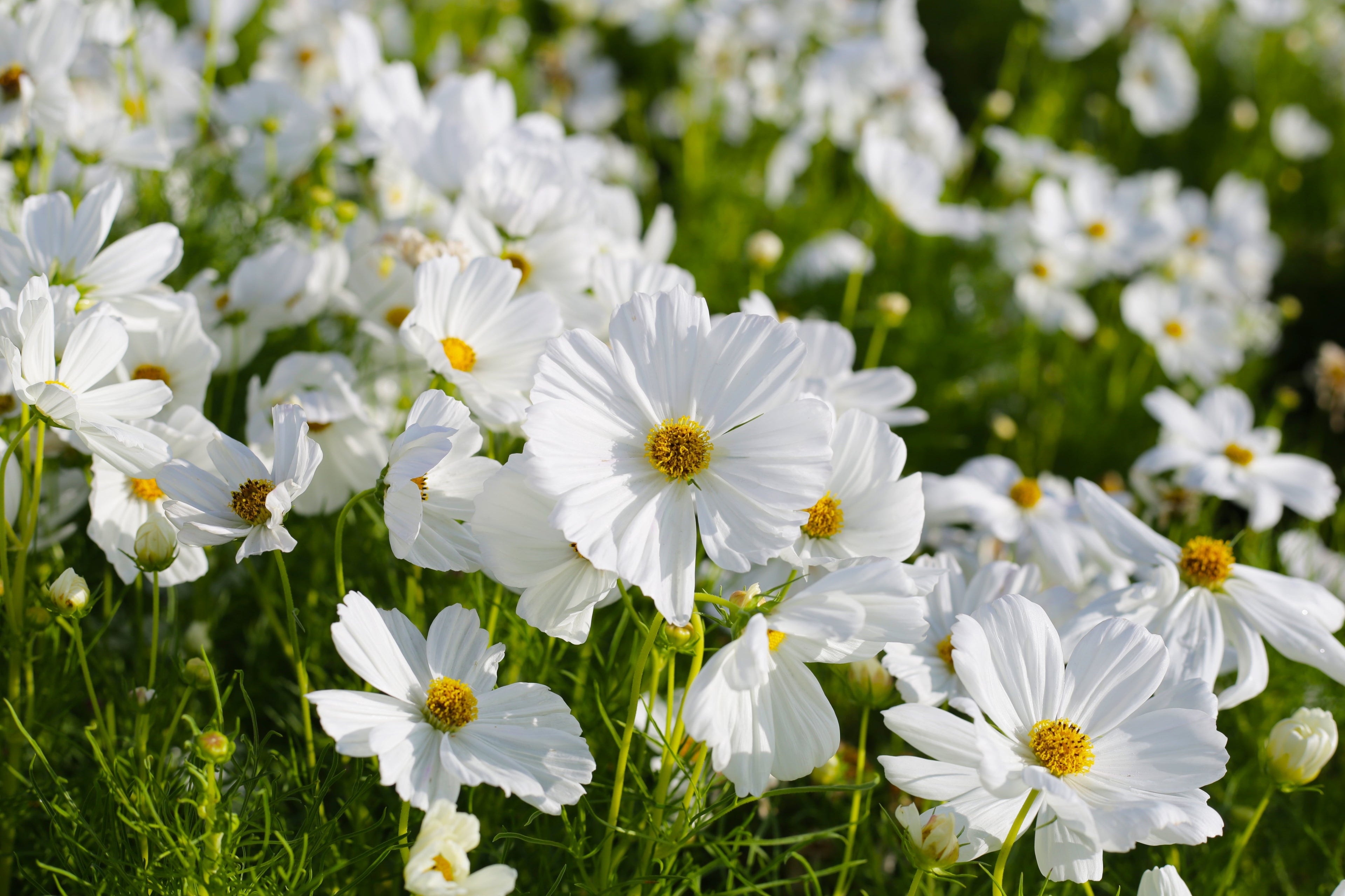 350 PURITY WHITE COSMOS Cosmos Bipinnatus Flower Seeds