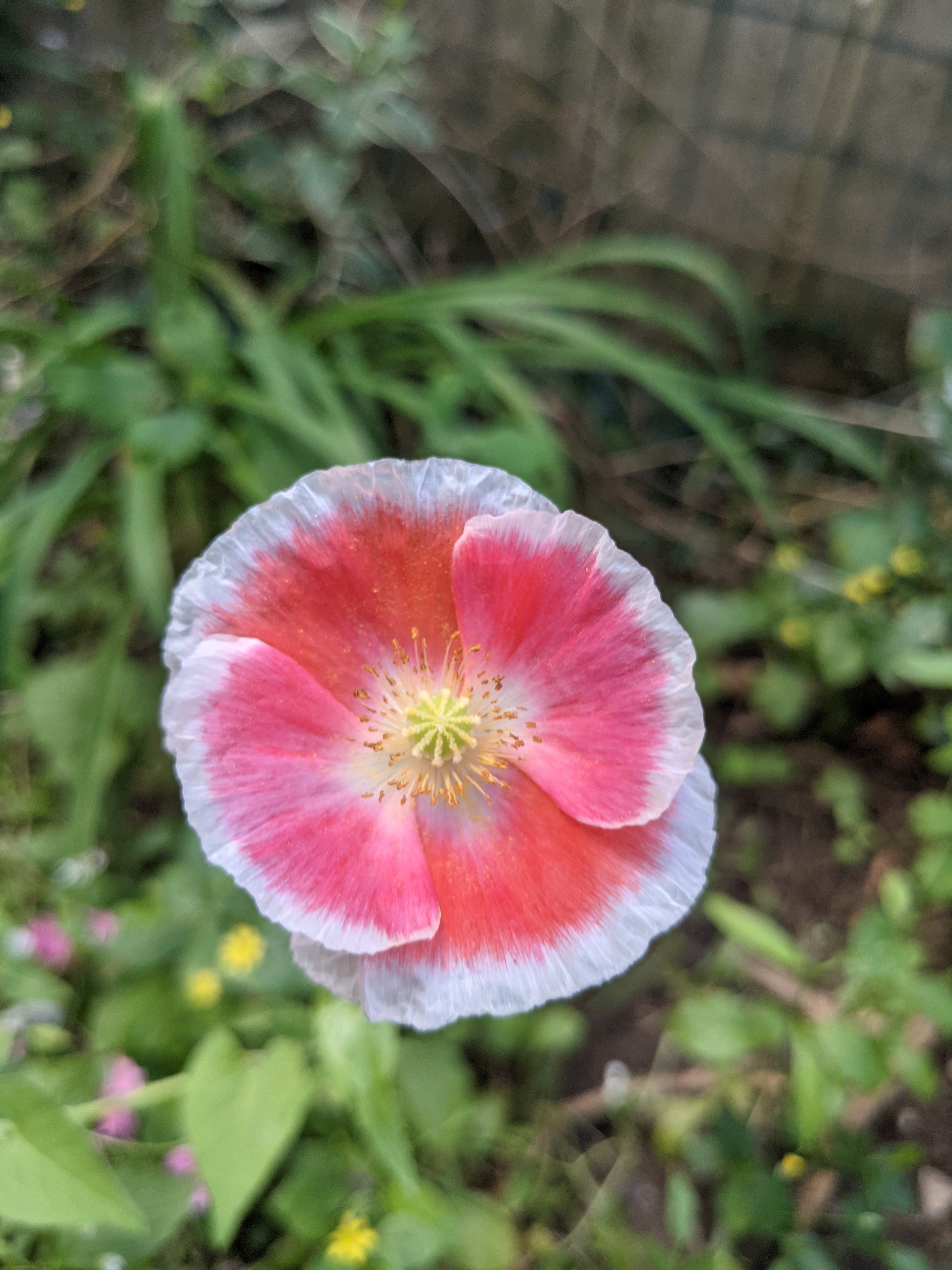 1000 PINK & WHITE POPPY Papaver Somniferum Flower Seeds