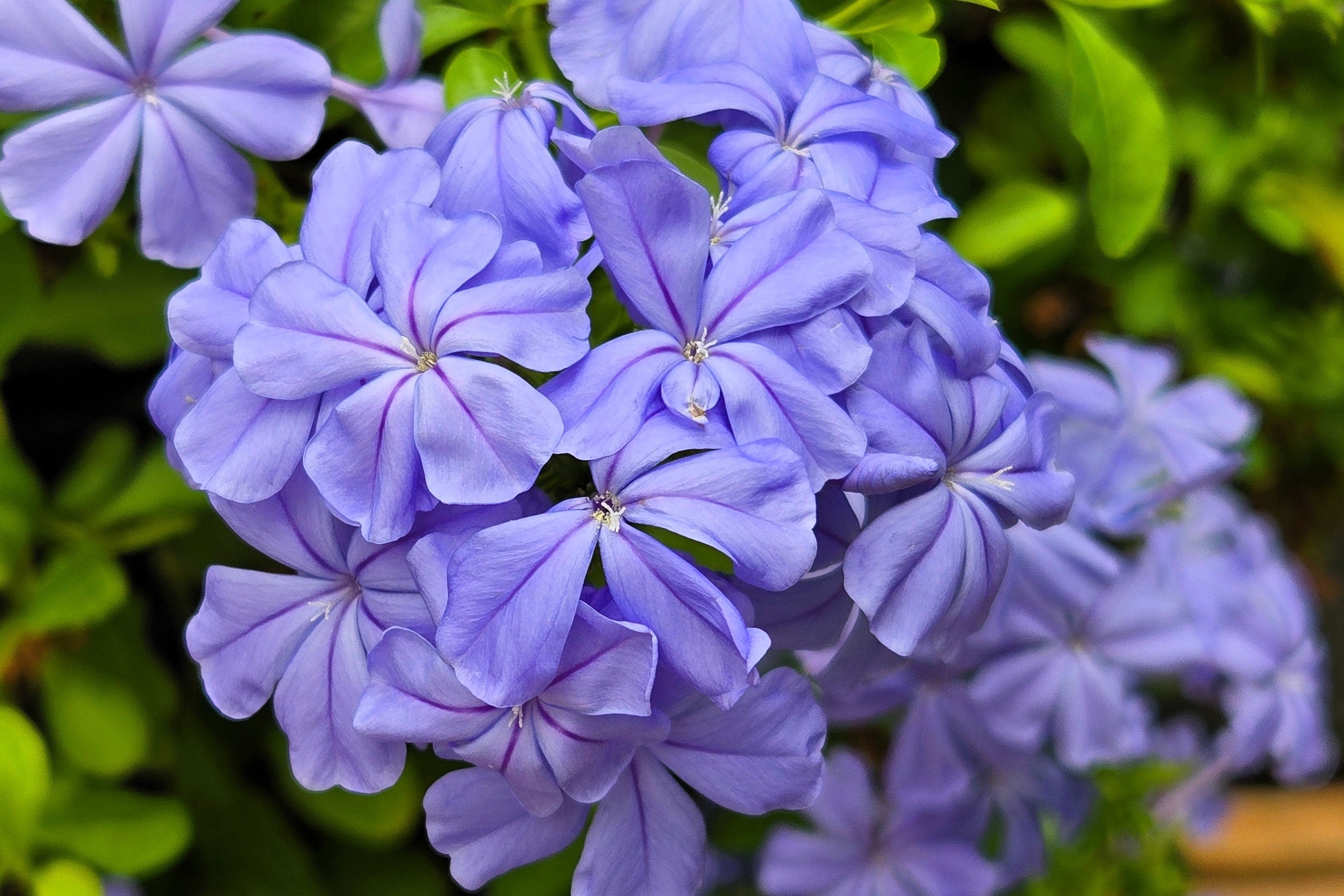 250 Dwarf BEAUTY BLUE PHLOX Drummondii Nana Compacta Fragrant Violet Blue Flower Seeds