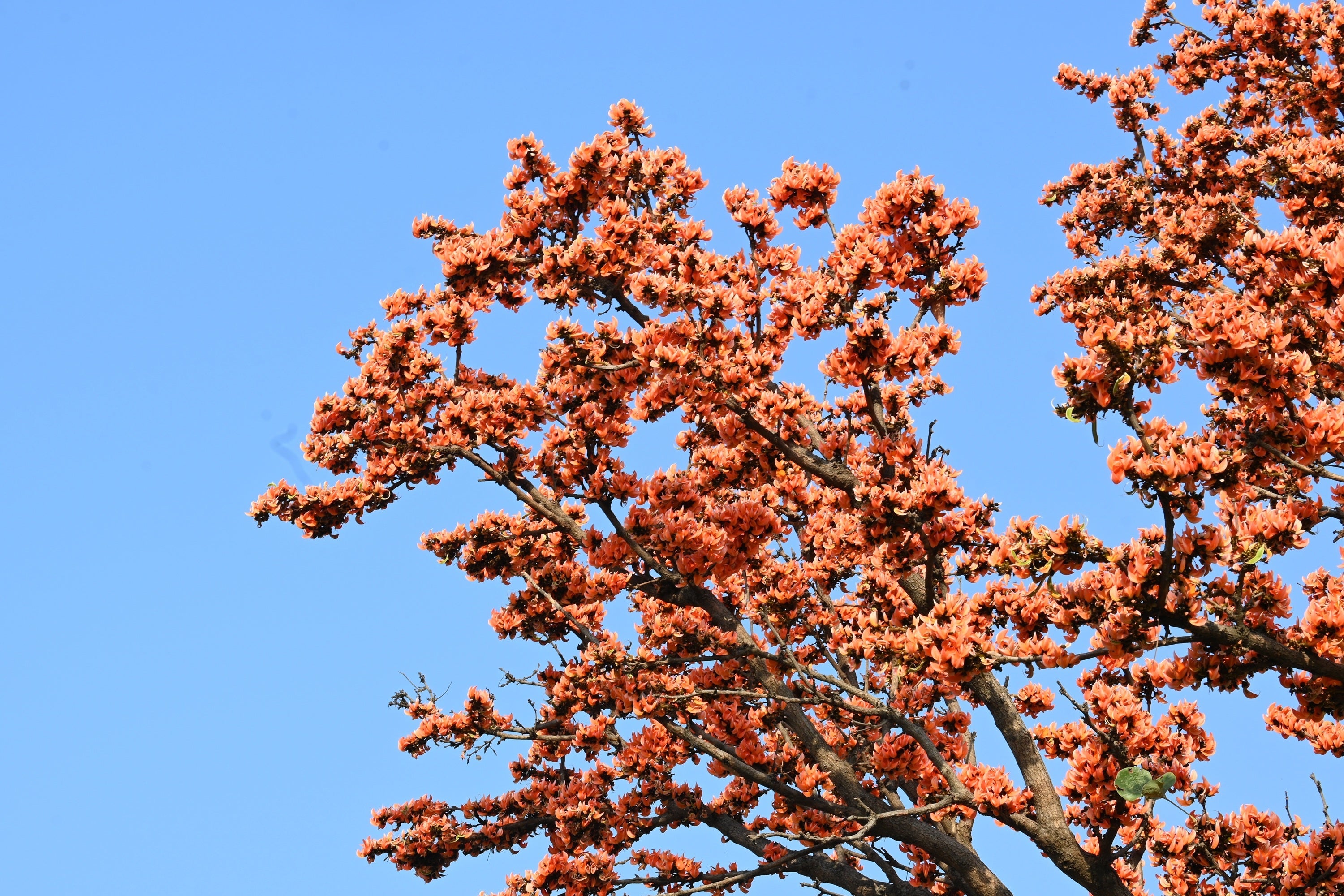 5 FLAME OF THE FOREST Tree Butea Monosperma Palash Orange Red Flower Seeds