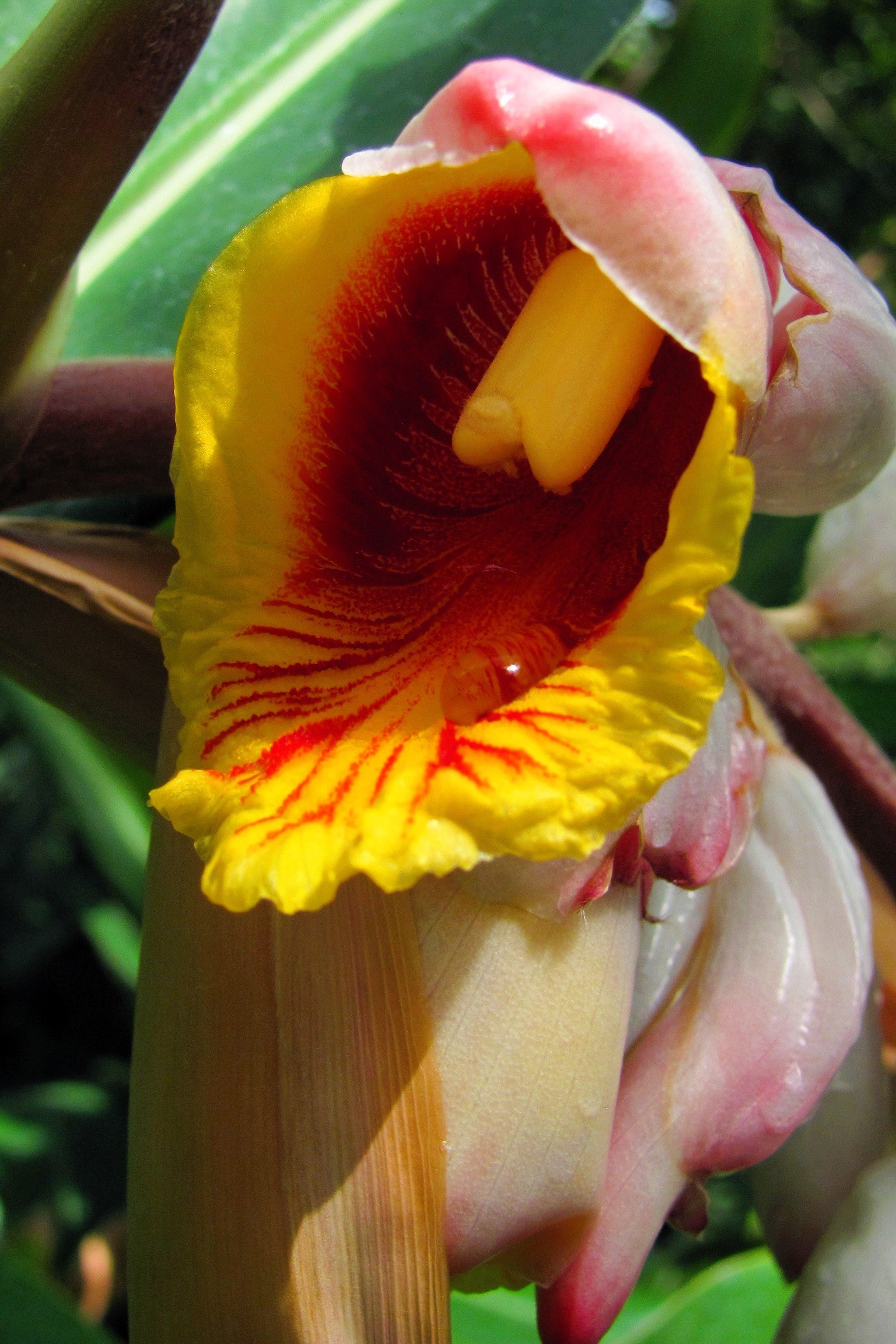 5 KAT GINGER Pink & Yellow Shell Alpinia Katsumadai Hayata Flower Herb Seeds