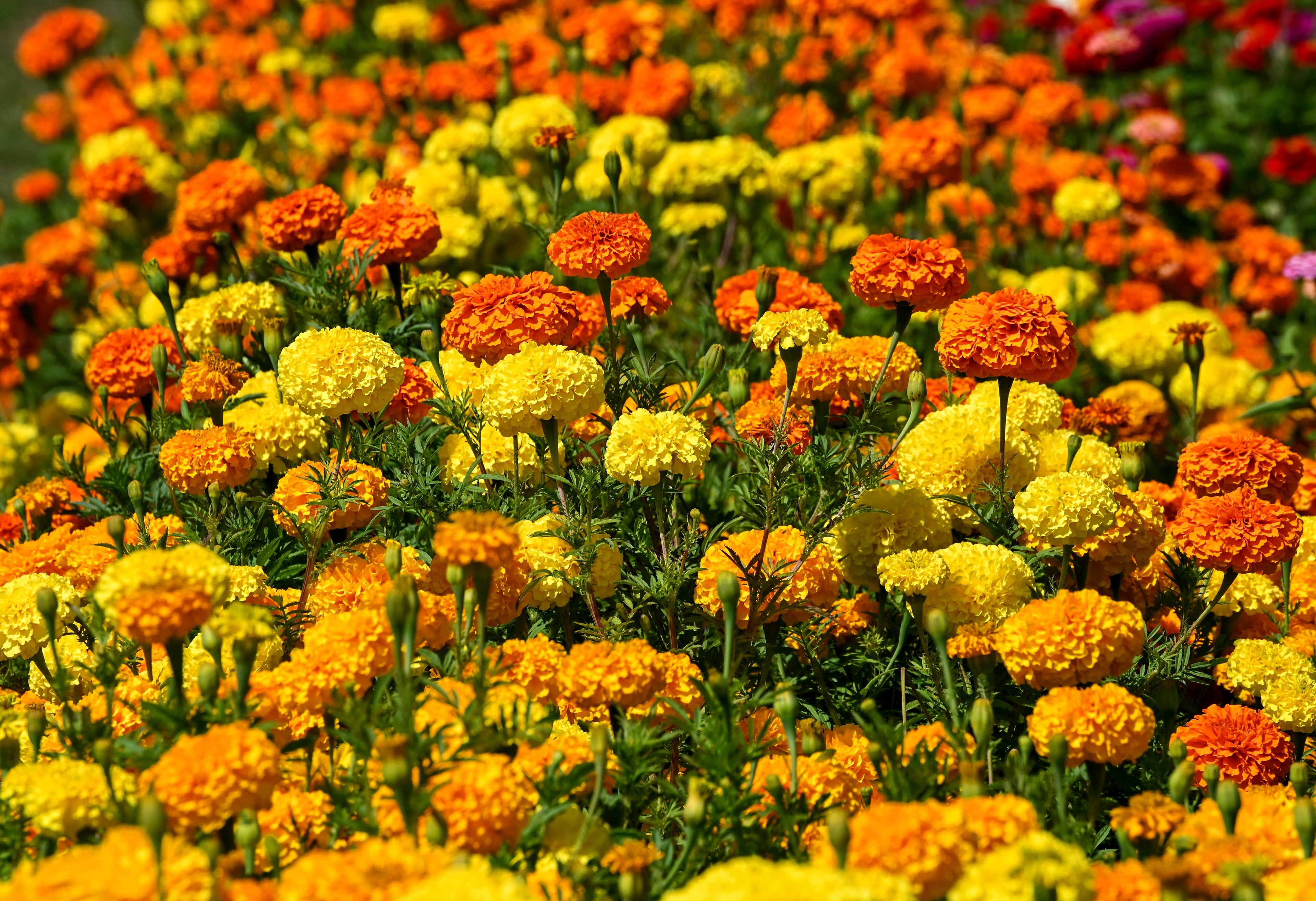 250 AFRICAN MARIGOLD CRACKERJACK Mixed Color Tagetes Erecta Flower Seeds