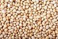 100 Texas CREAM COW PEA Southern Pea Bush Vigna Unguiculata Vegetable Seeds