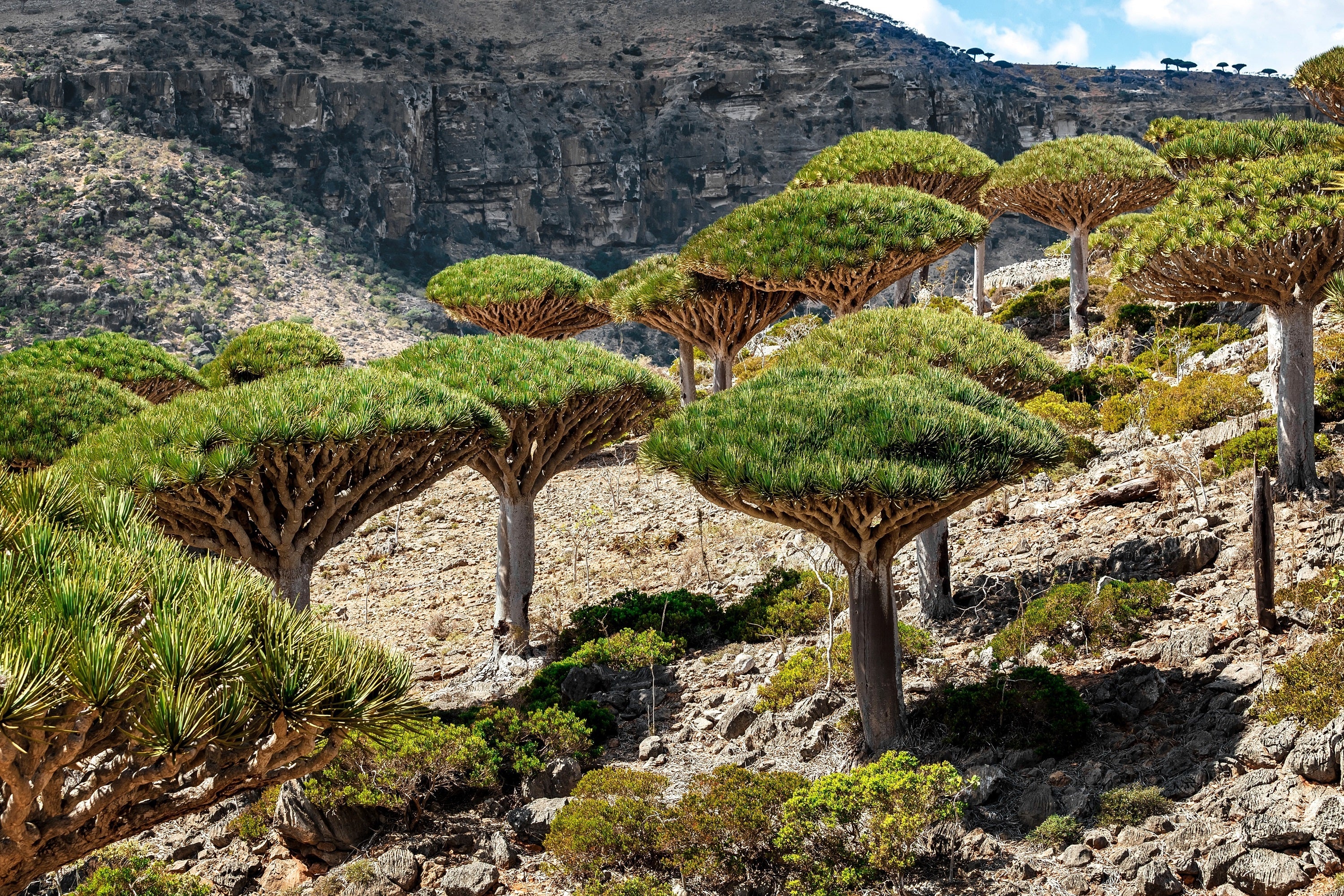10 DRAGON TREE Dracaena Draco Canary Island Drago Blood Asparagus Yucca Evergreen Succulent Houseplant Orange Berry White Flower Seeds